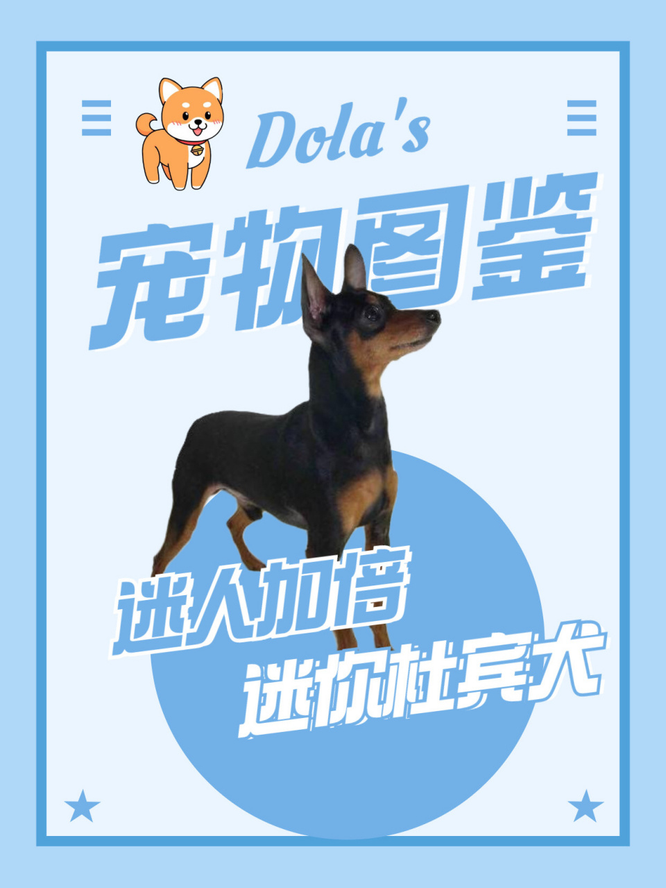 狗狗图鉴丨迷你杜宾犬 迷你杜宾犬一听像是杜宾犬的亲戚 其实它们之间