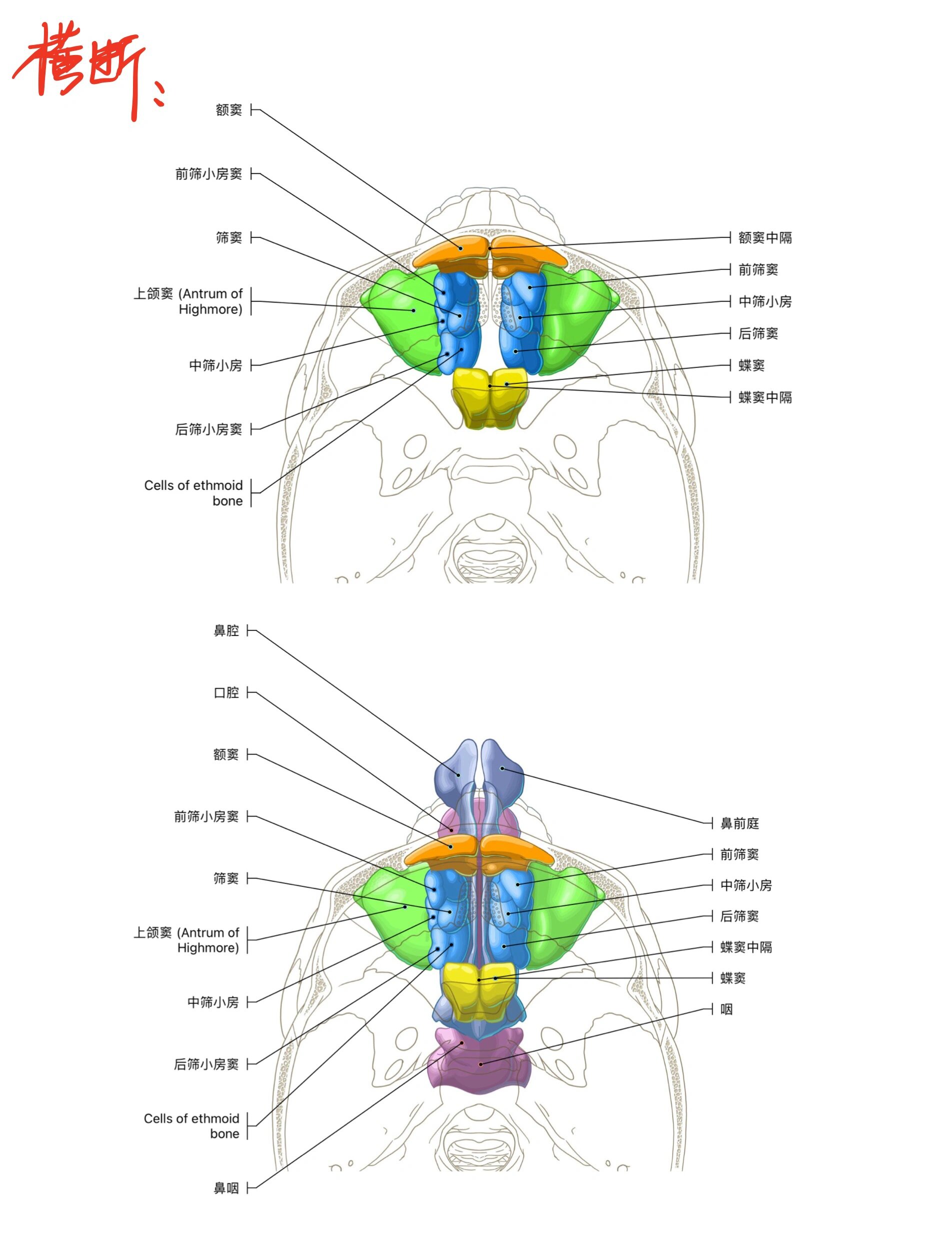 每天坚持学解剖