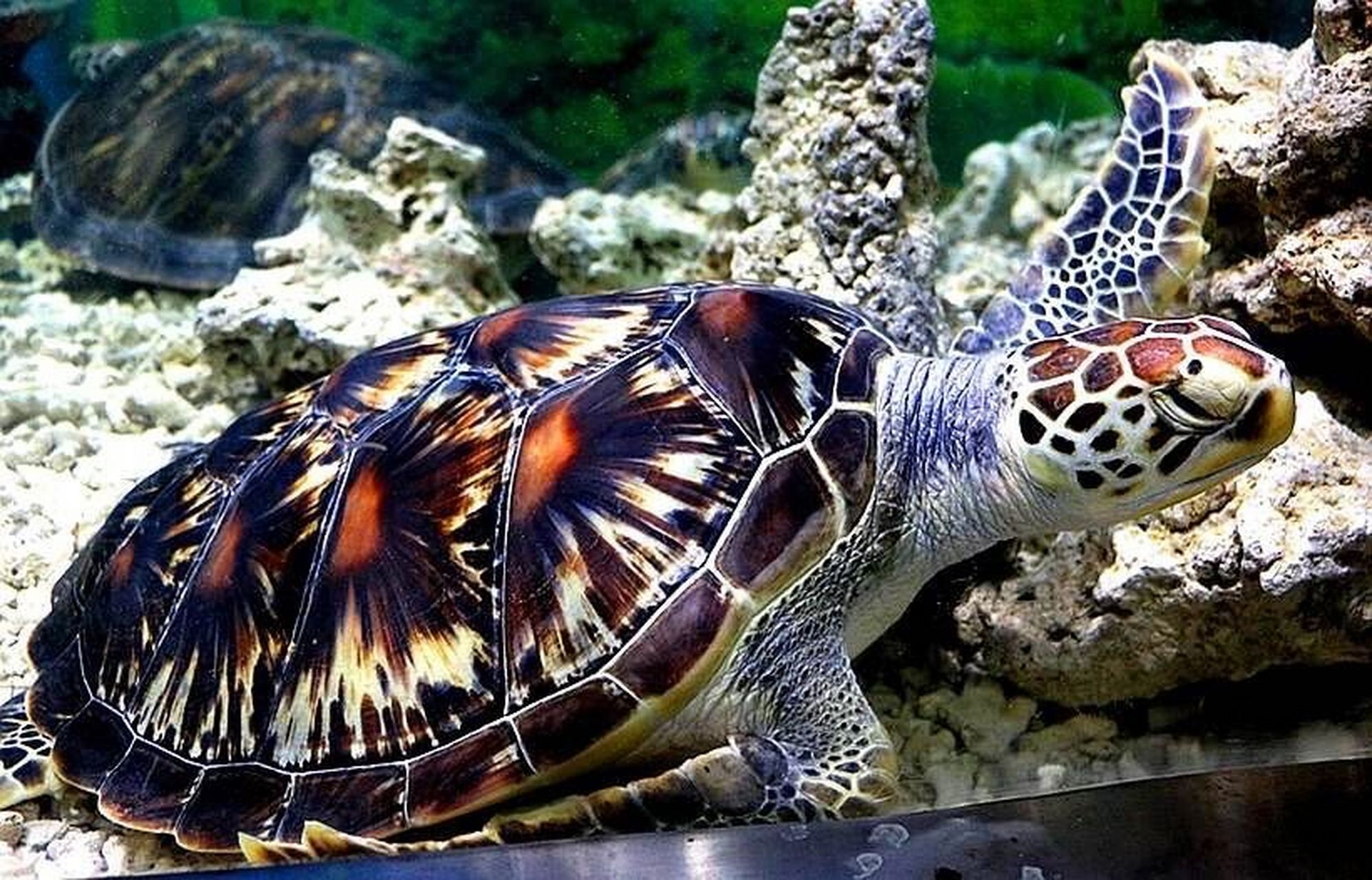 又称鹰嘴海龟 头背鳞片黑色到棕褐色,在鳞缘色浅;颚缘黄色,有暗色的斑