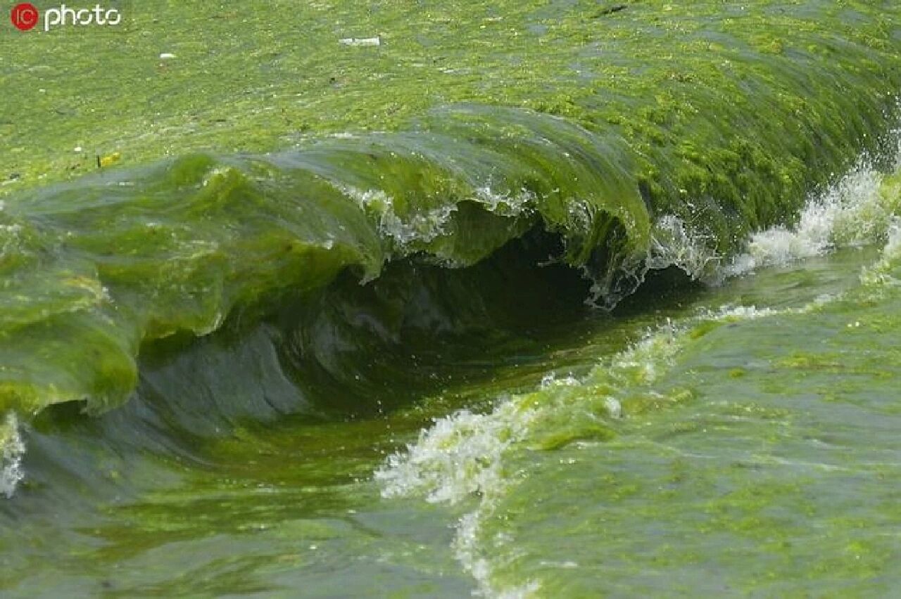 绿色赤潮图片图片
