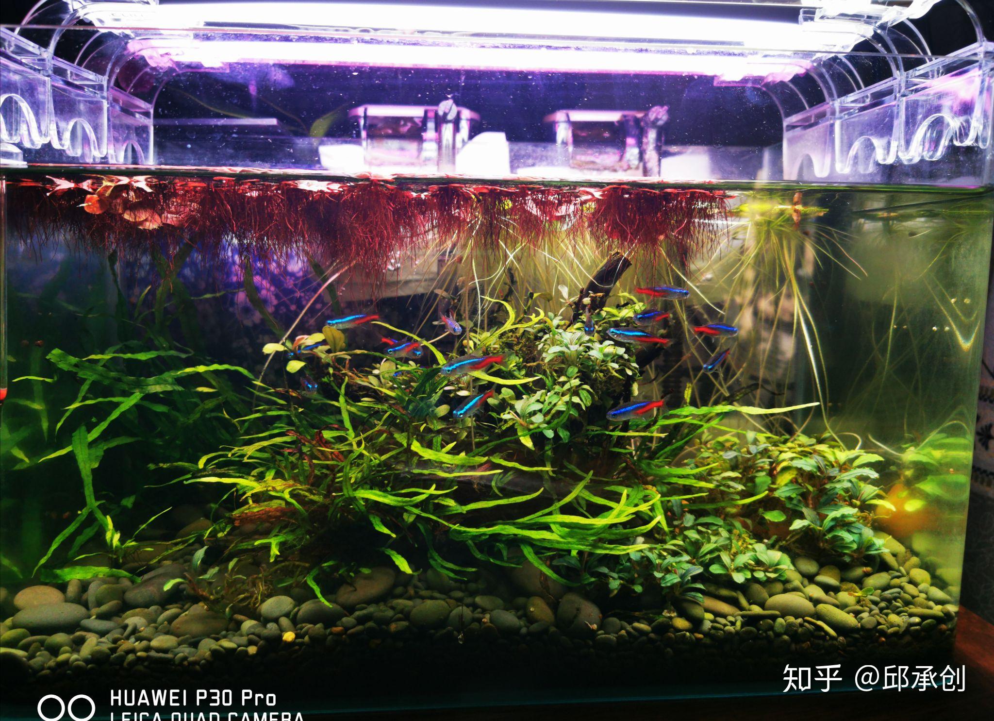 草缸爱好者进来探讨下除黑毛藻的经验我快被折磨疯掉了