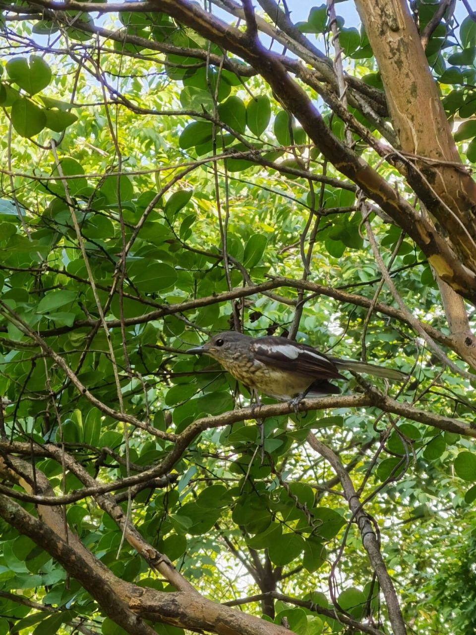 手机也打到鸟了～鹊鸲 鹊鸲外表十分的灵巧而又优雅
