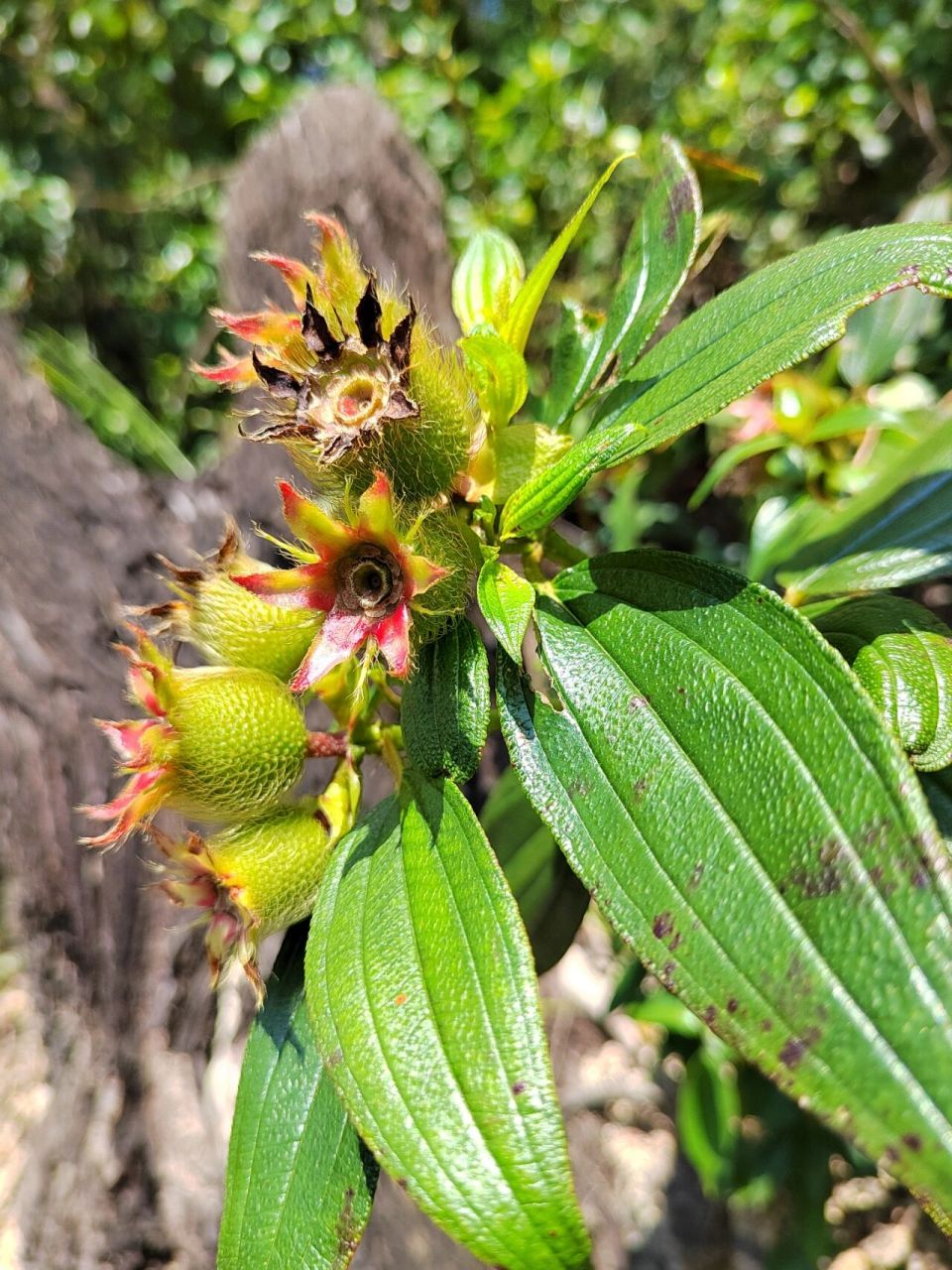 毛菍又称毛稔 又称毛稔,开口枣,甜娘,大红英等,野牡丹科野牡丹属,我国