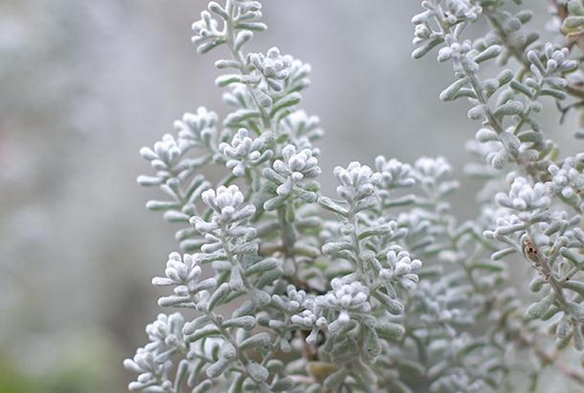 澳洲地肤一款长相奇特的银叶植物,它的叶片非常的特别