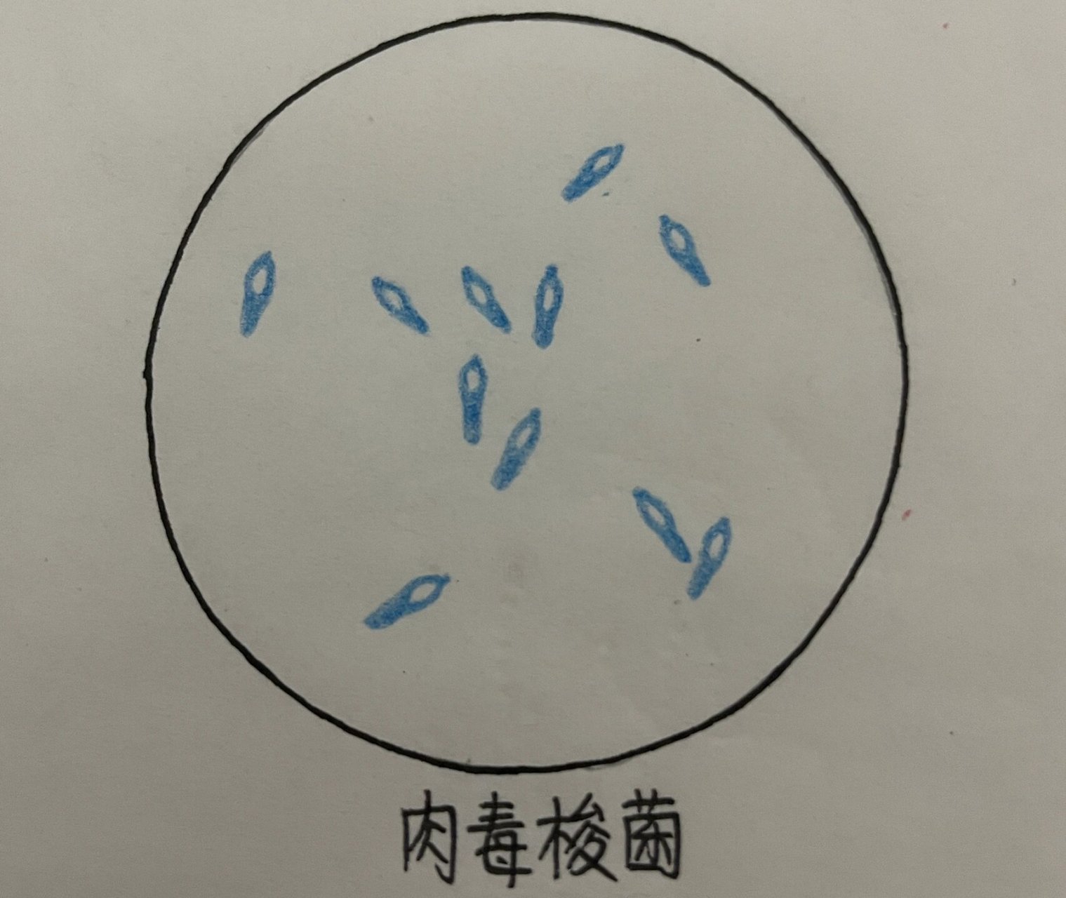 产气荚膜杆菌手绘图图片