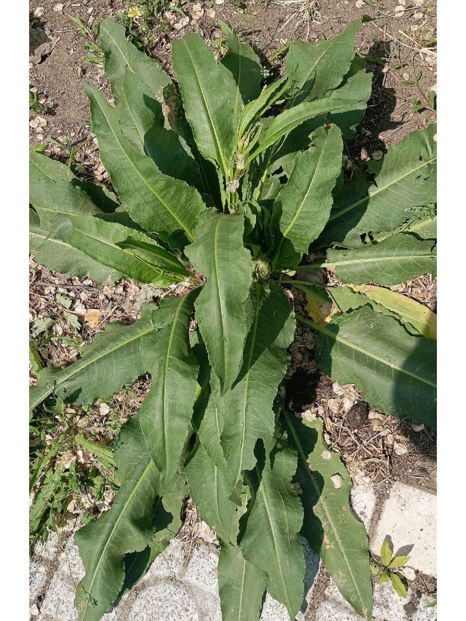 杨铁叶子 杨铁叶子植株高1米左右,茎粗壮,多数不分枝,有沟槽;基生叶有