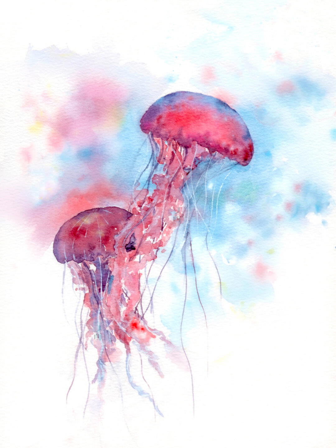 水彩水母绘画小教程