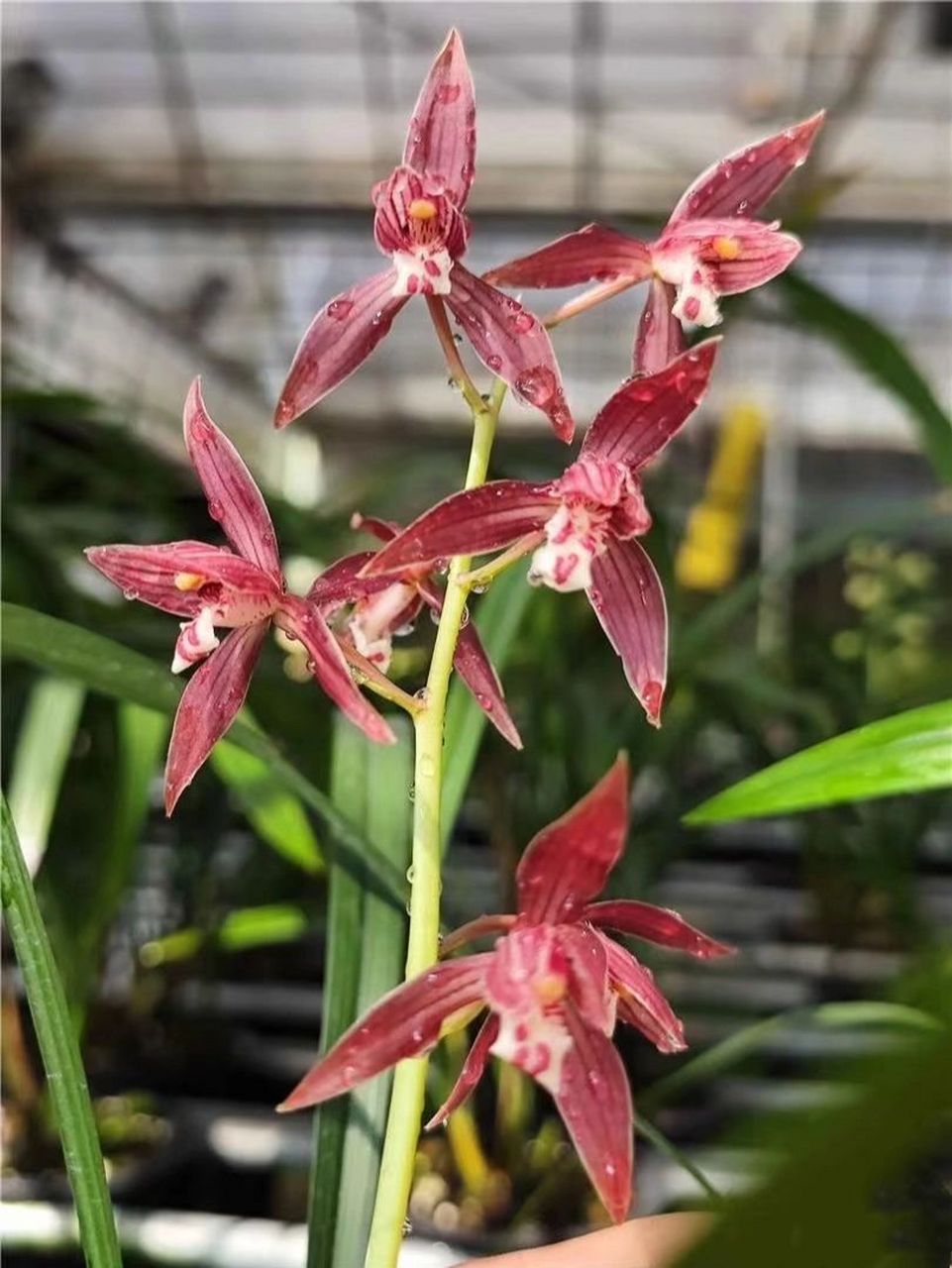 秋榜热门色花:喜洋洋 兰花秋榜是在古时候朝廷放榜时开花的墨兰,又称