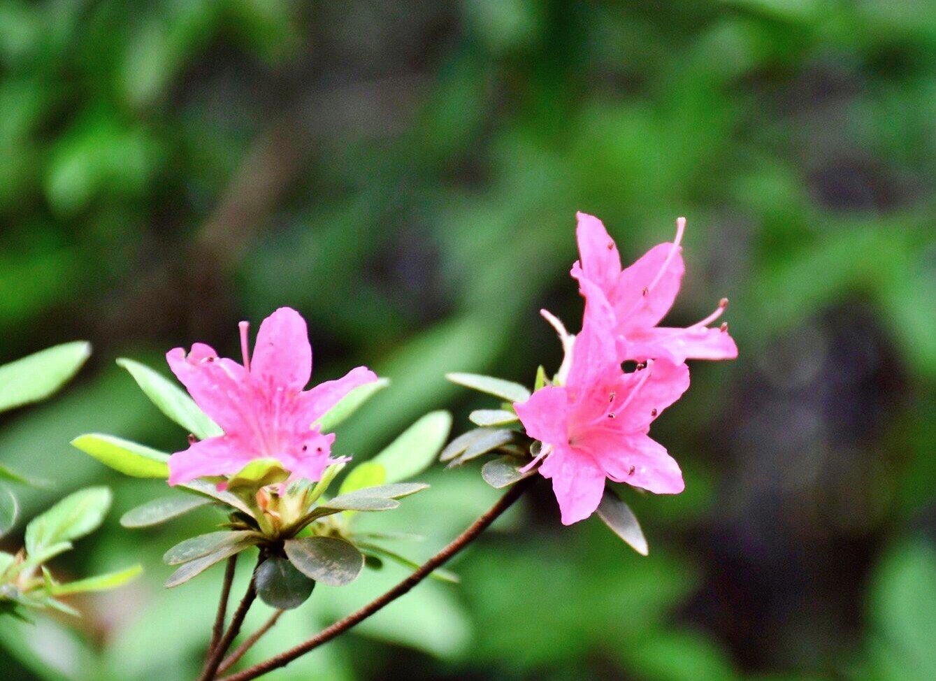 迷你杜鹃象征着:最纯真,最朴素的情感.