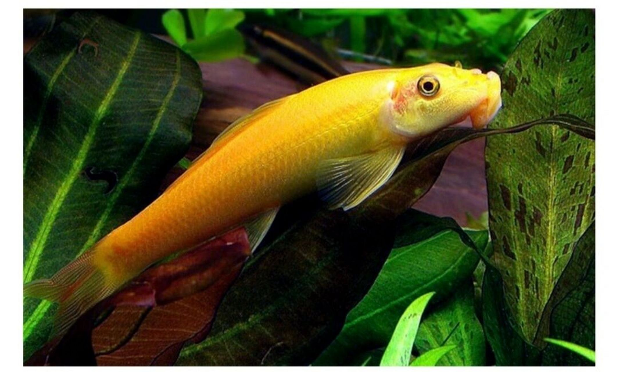 草缸杀手之金苔鼠鱼  金苔鼠鱼胆小,是普通鱼缸很好的一种清洁鱼类,吃