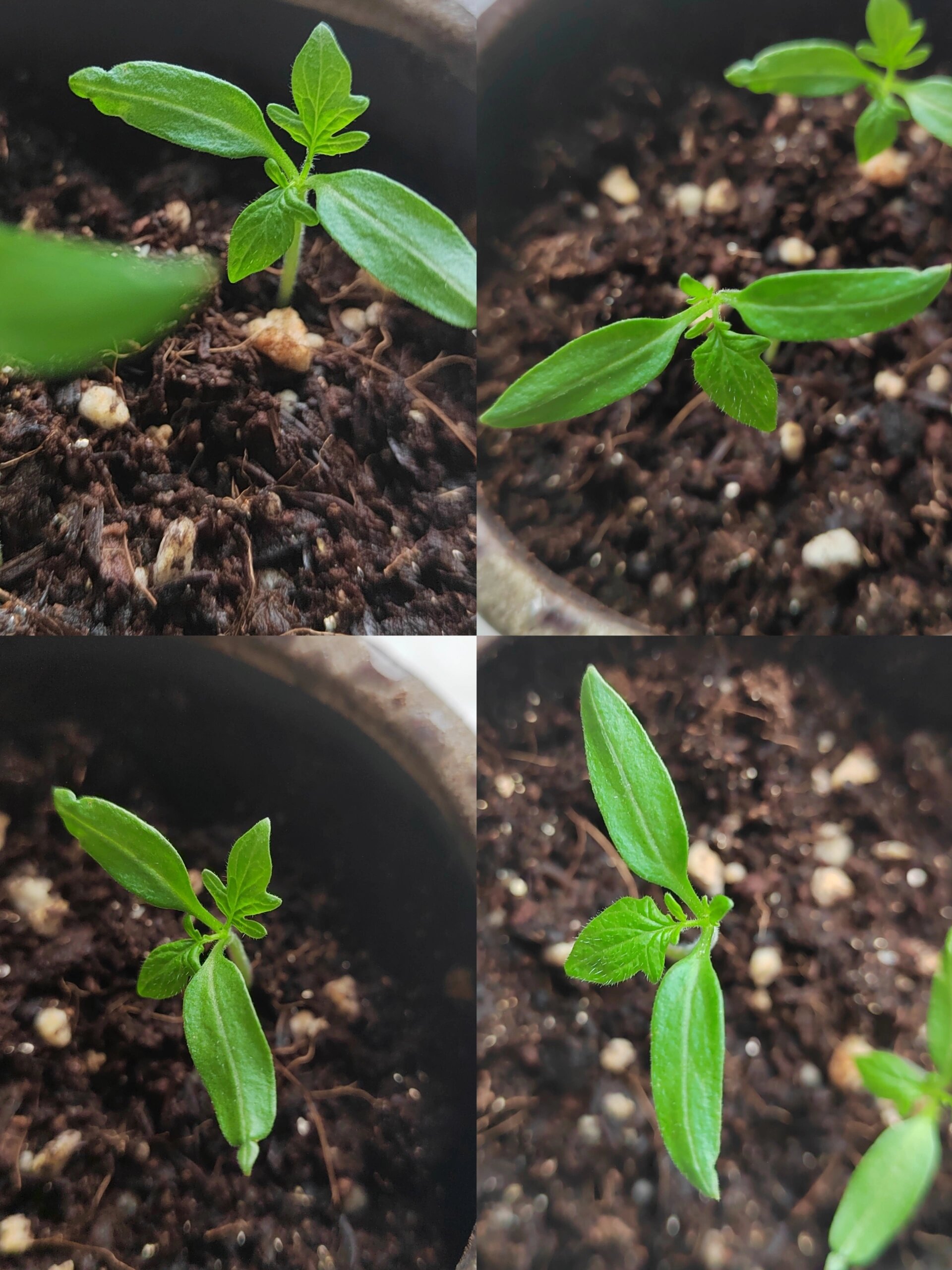 绿植成长日记day12