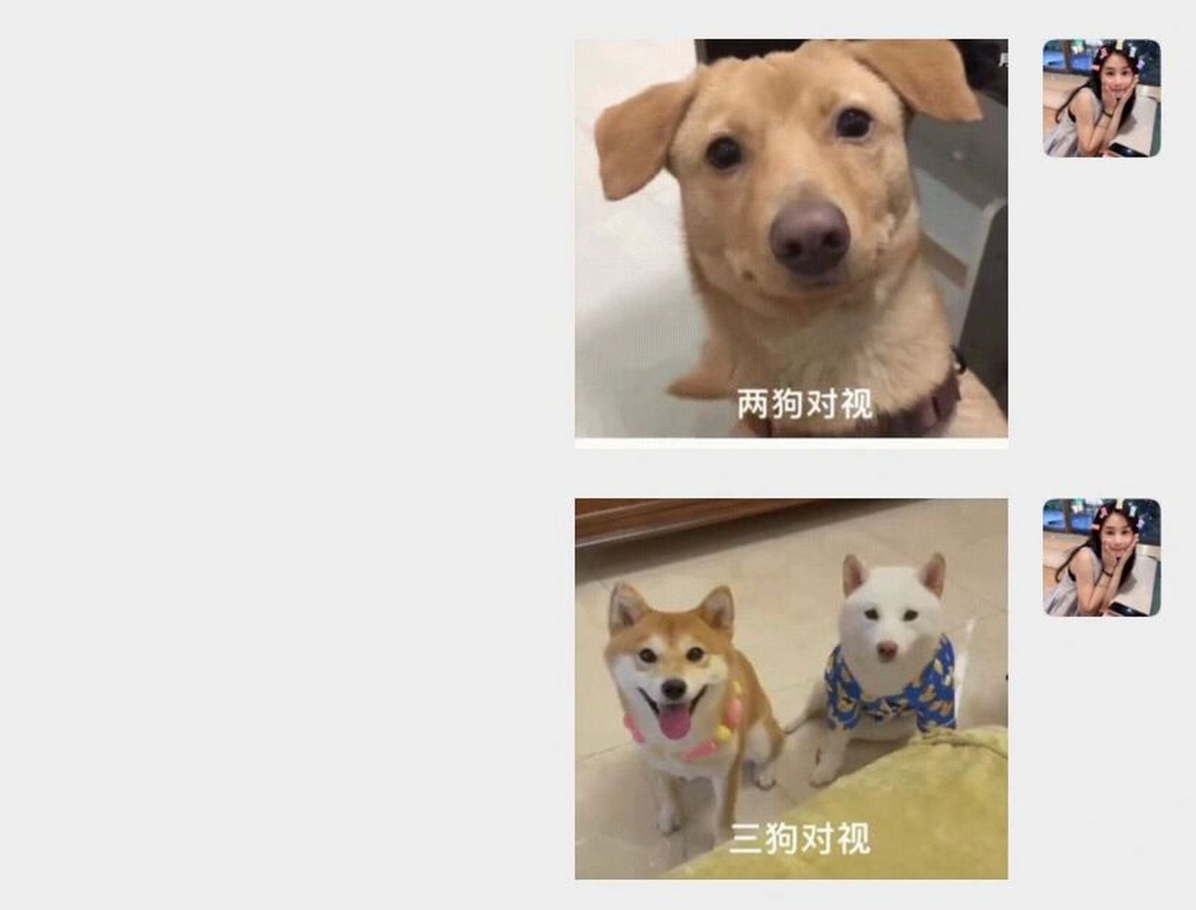 狗狗对视表情包哈哈哈 两狗三狗四狗五狗98 发给你的对象或者兄弟