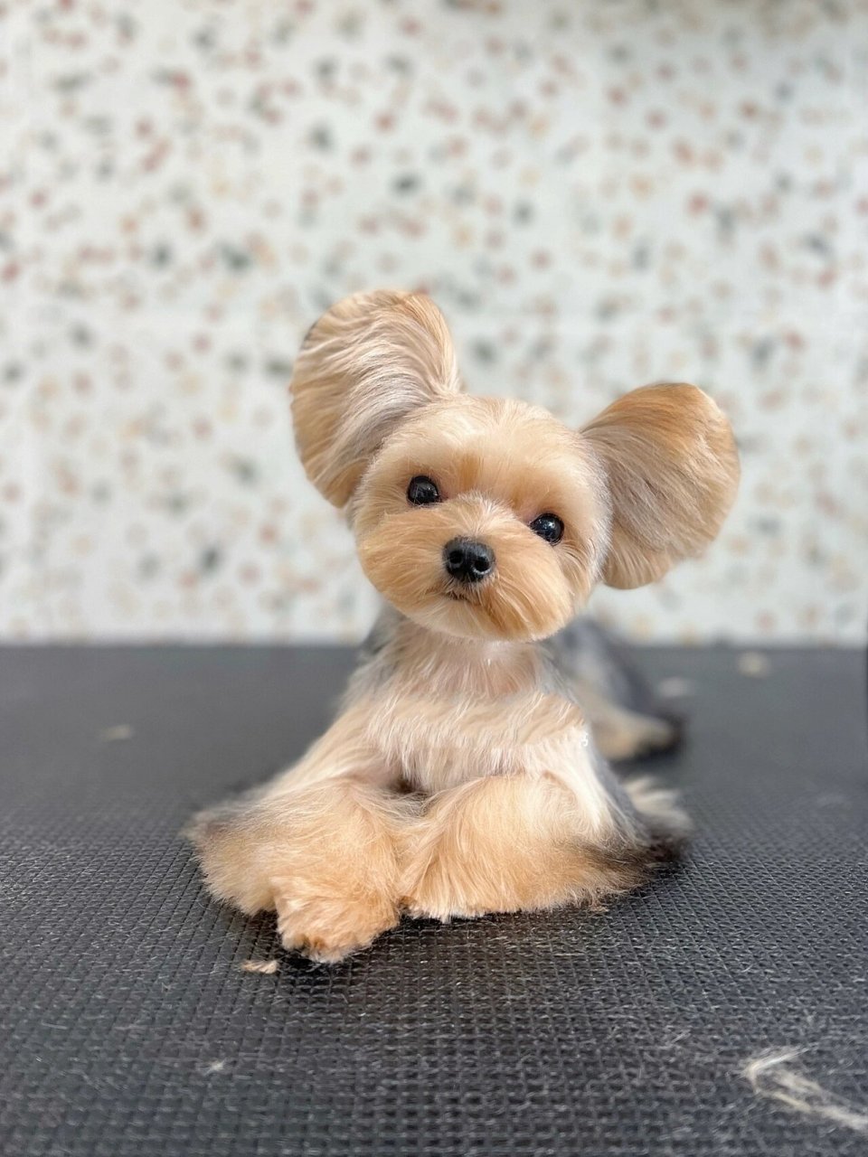 约克夏|解放双手的米奇头02 是不是每次扎完辫子都感觉手要废废的了