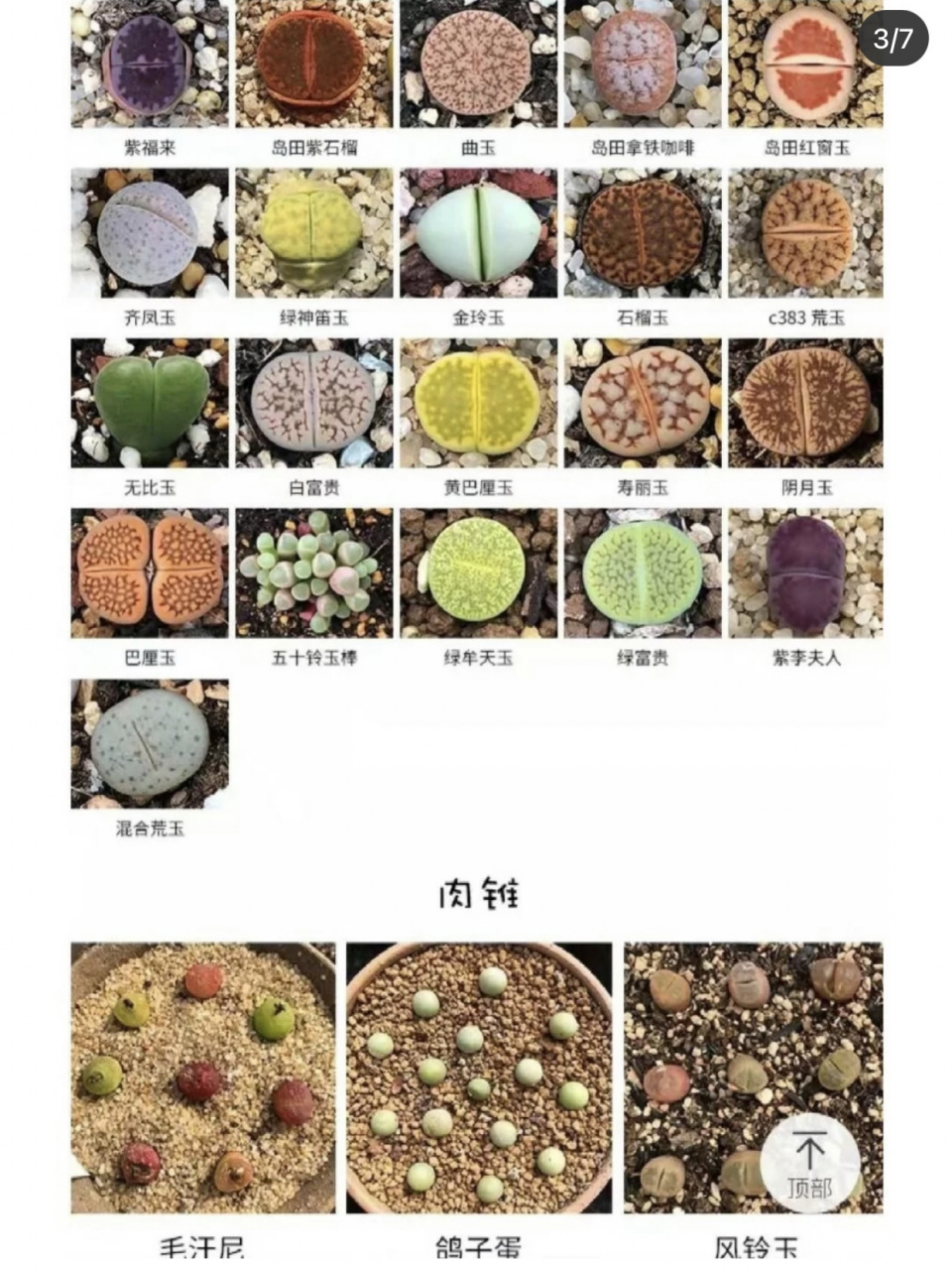 生石花的品种图片大全图片