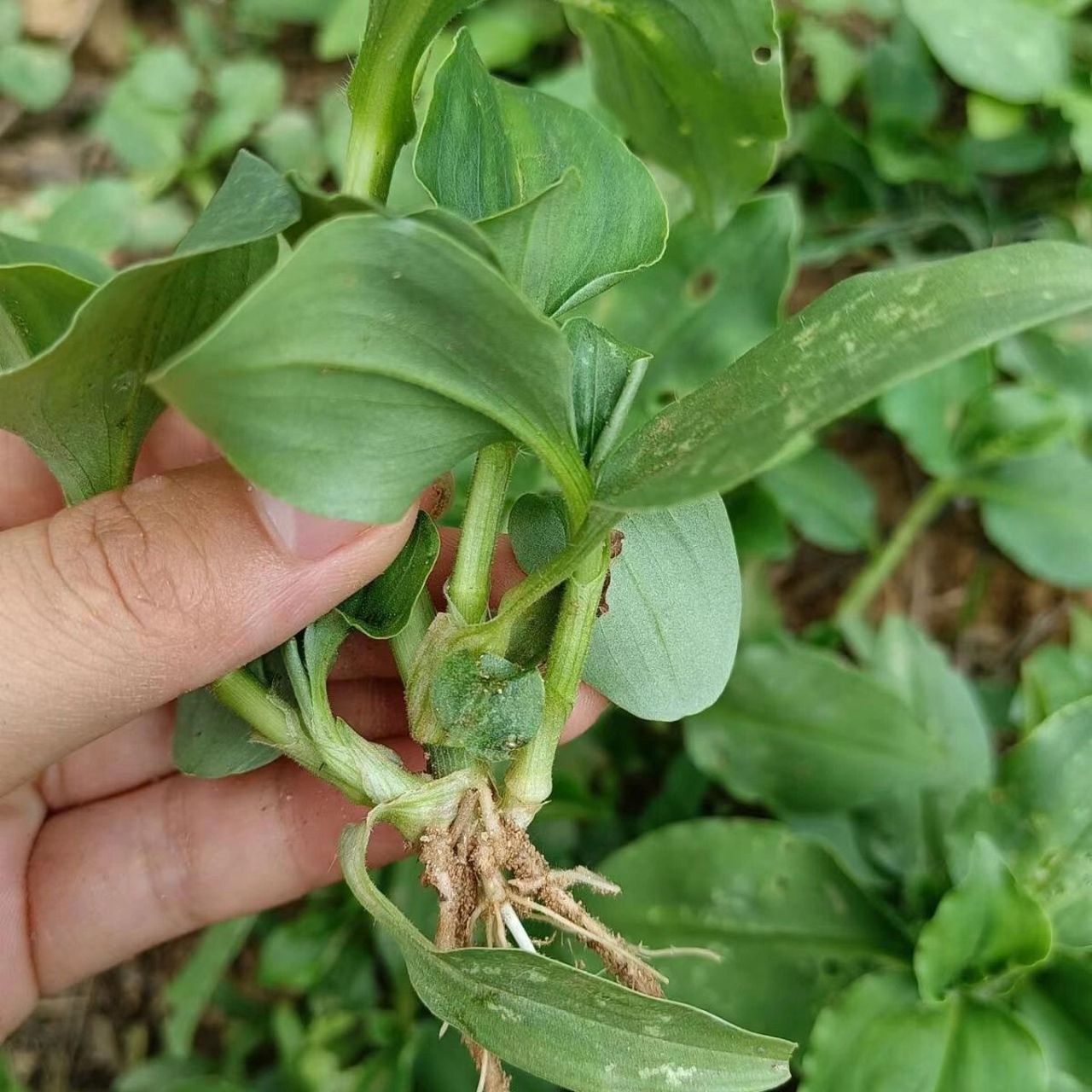 鸭舌草功效作用 功效与作用 清热解毒,凉血止血,消肿止痛 鸭舌草,既能