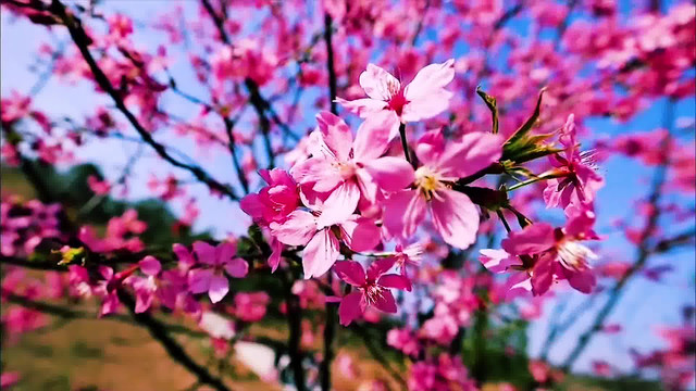 郴州最好的踏青赏花地桂阳樱花园