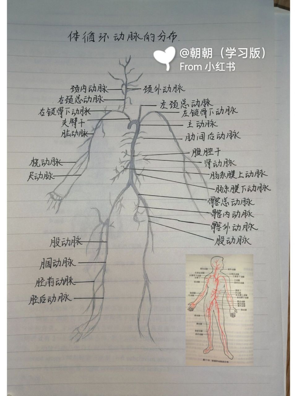 人体动脉分布图手绘图图片