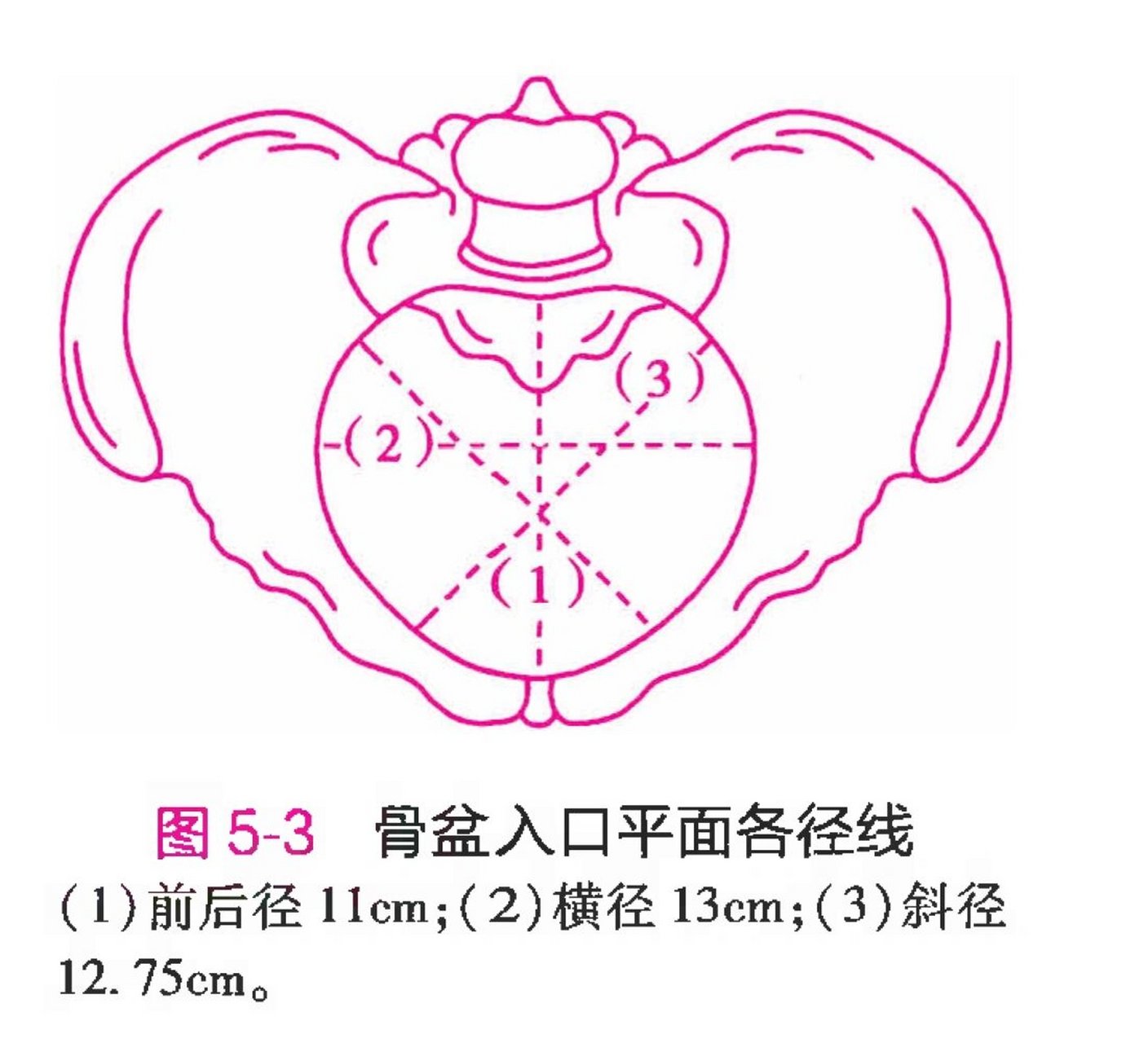 骨产道中骨盆平面图片