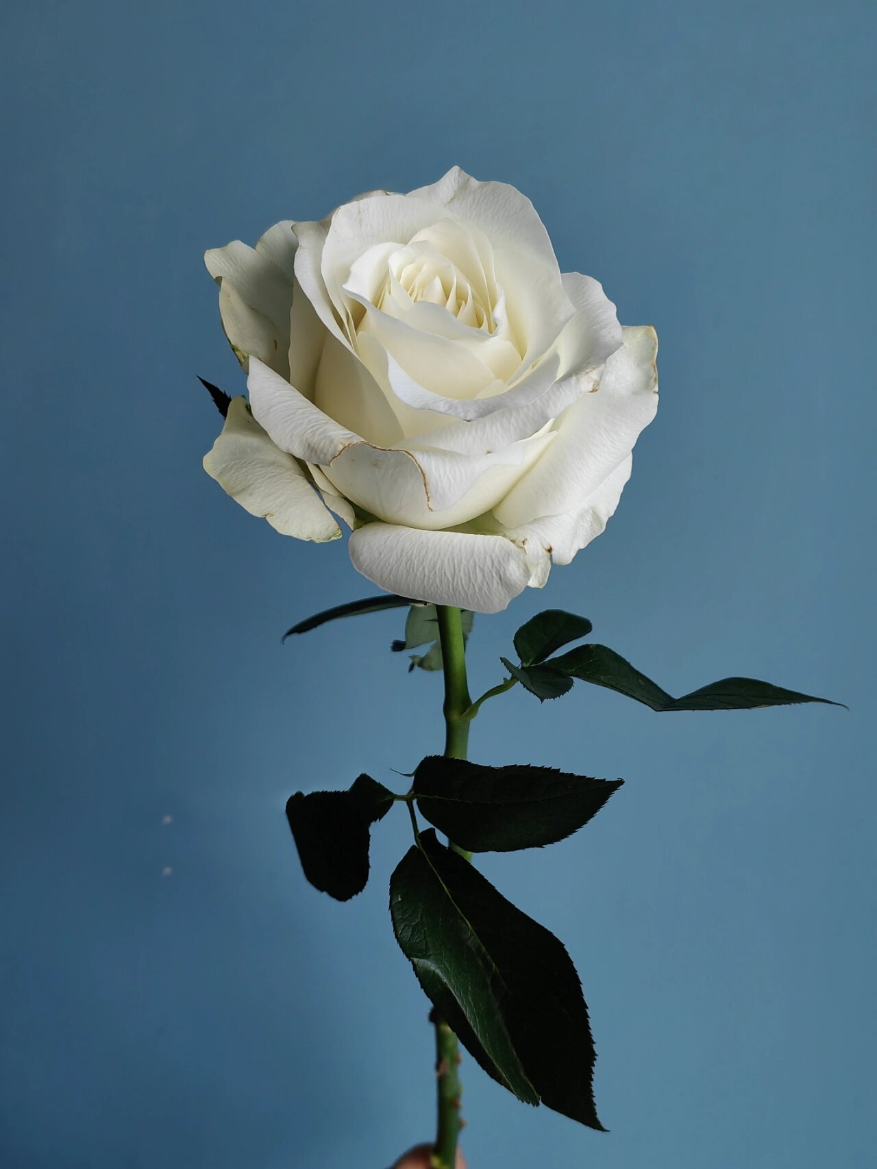 「花好了」"骄傲"玫瑰 经典款的白玫瑰.