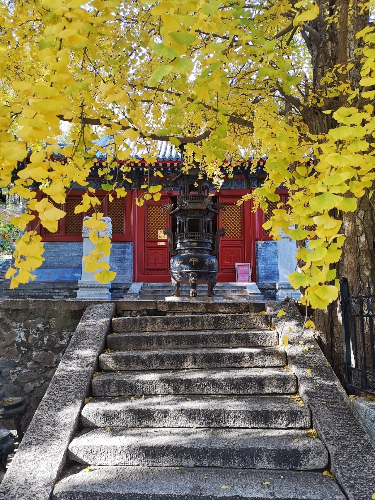 万岁!北京秋天 昌平和平寺千年古银杏