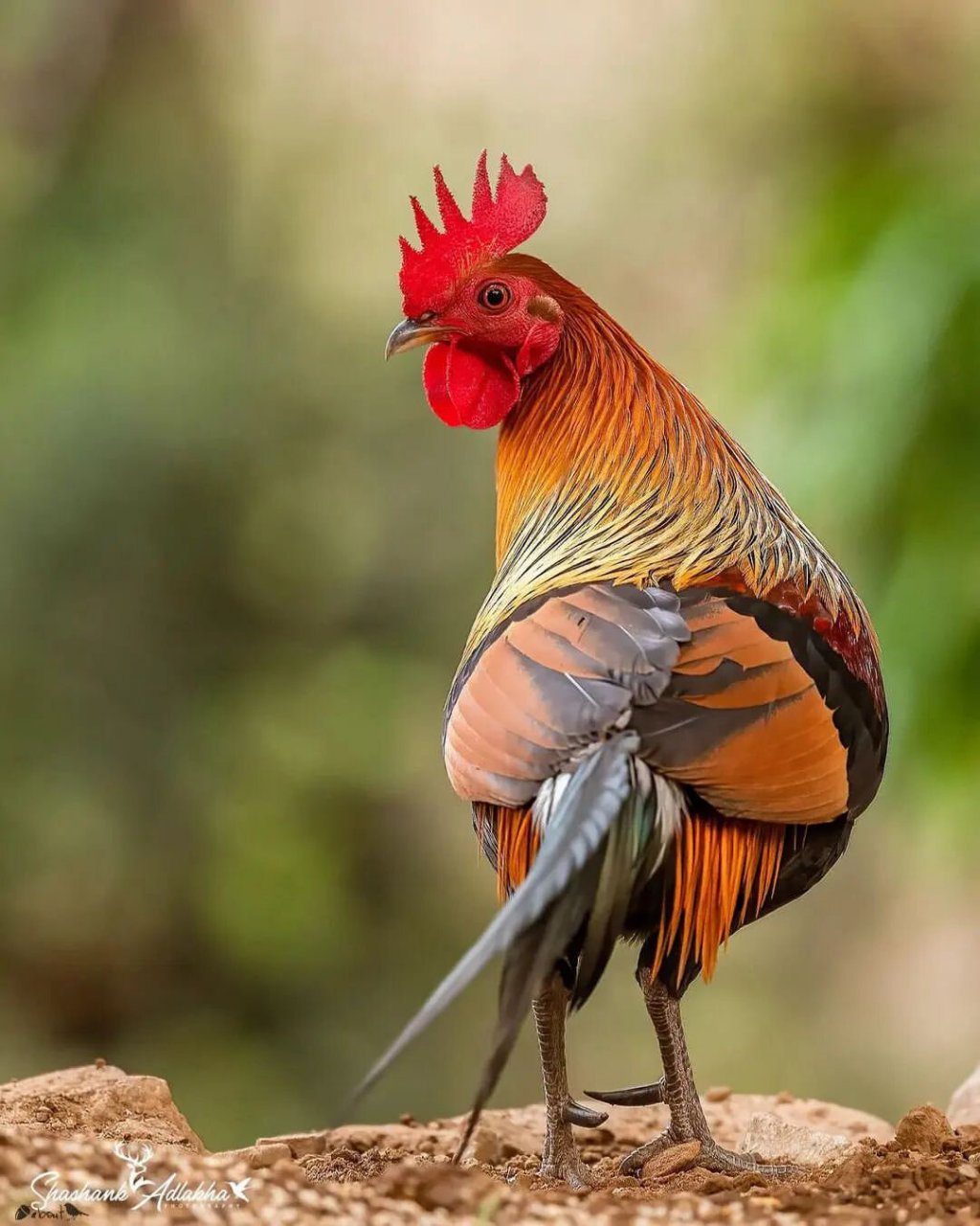红原鸡 又名茶花鸡,烛夜,现代家鸡就是源于古代被驯化的原鸡.
