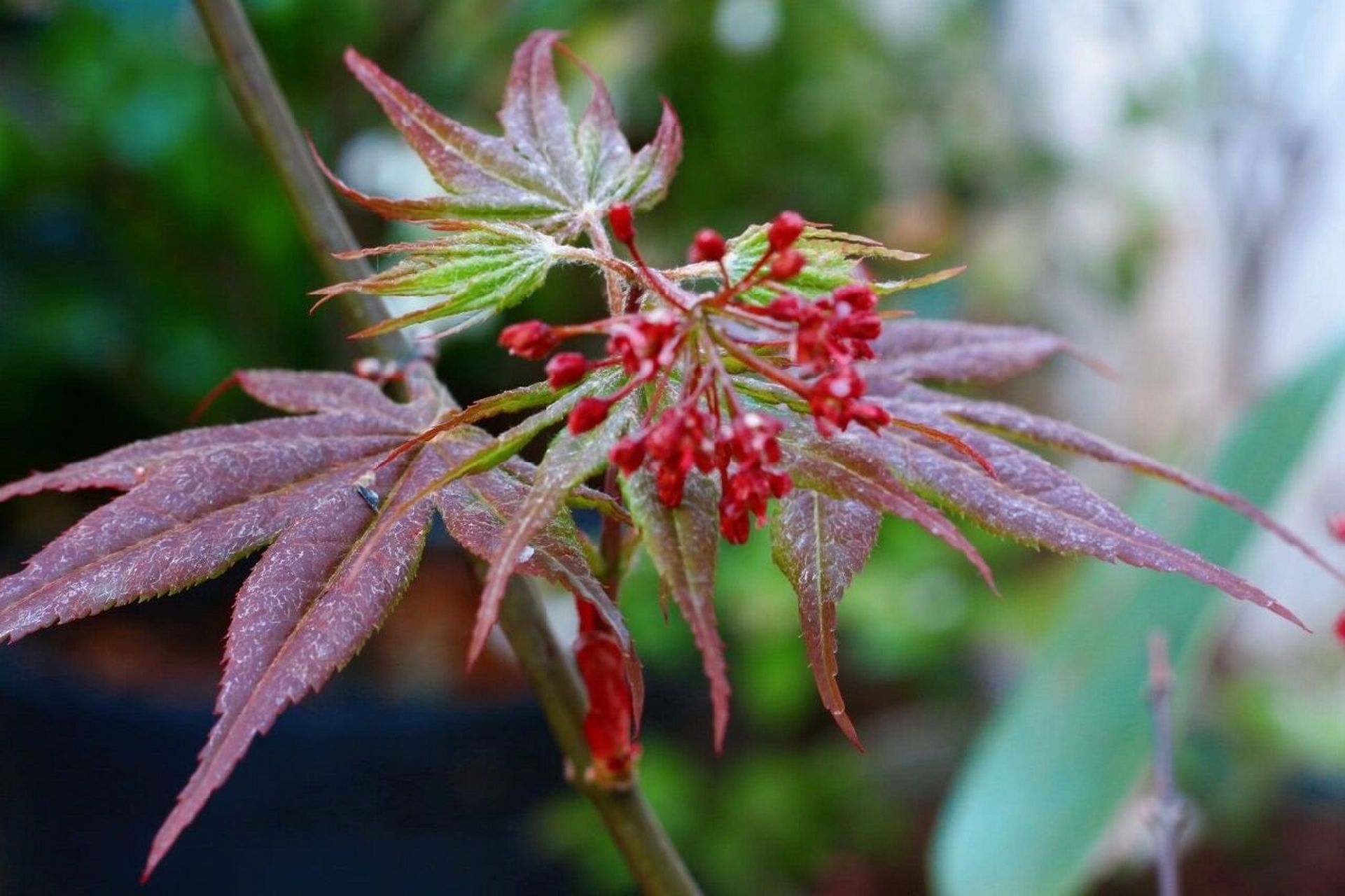 枫树品种介绍(九)——希拉蕊(热舞) 希拉蕊这个品种是去年入的,感觉