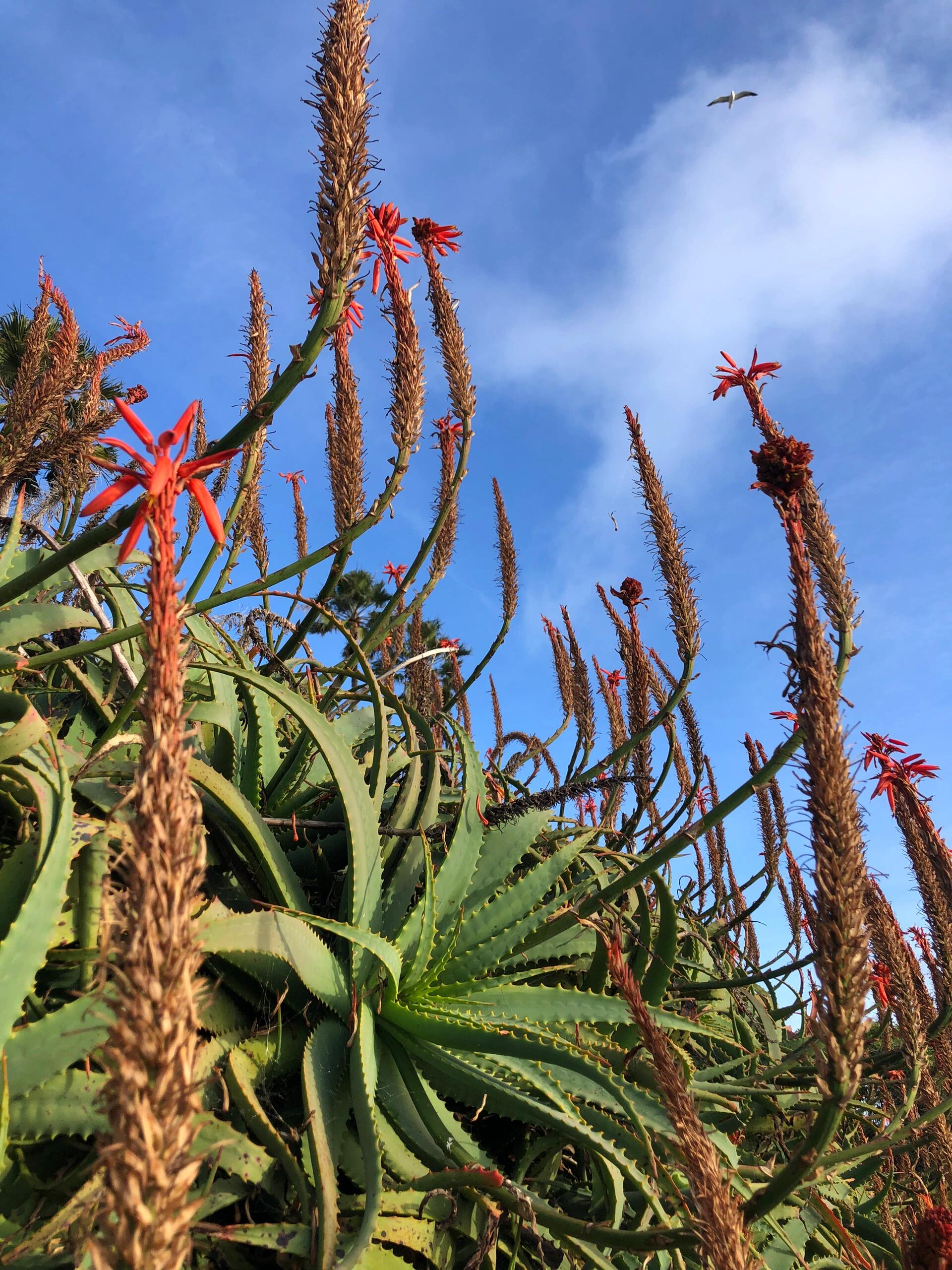 美花(8)木立芦荟