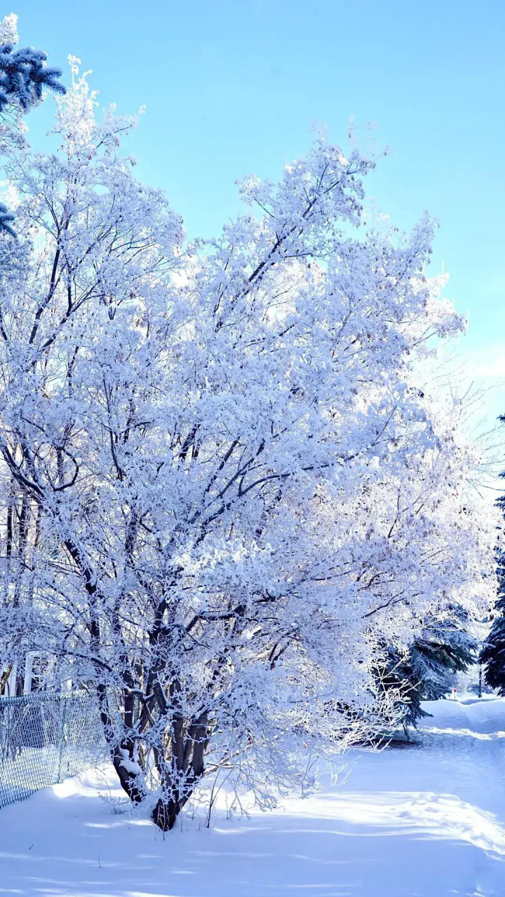 游加拿大雪乡,冰飞三月,一眼望去白雪纷飞.太美啦雪景!