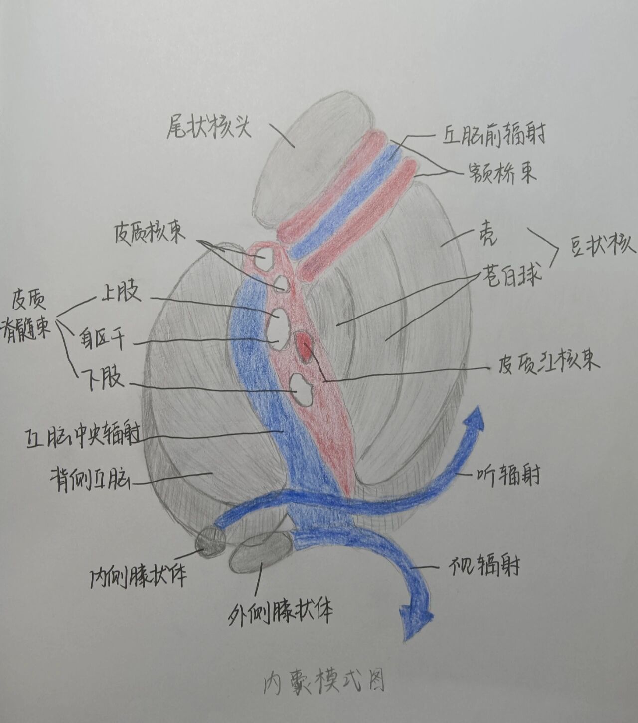 内囊构成图片