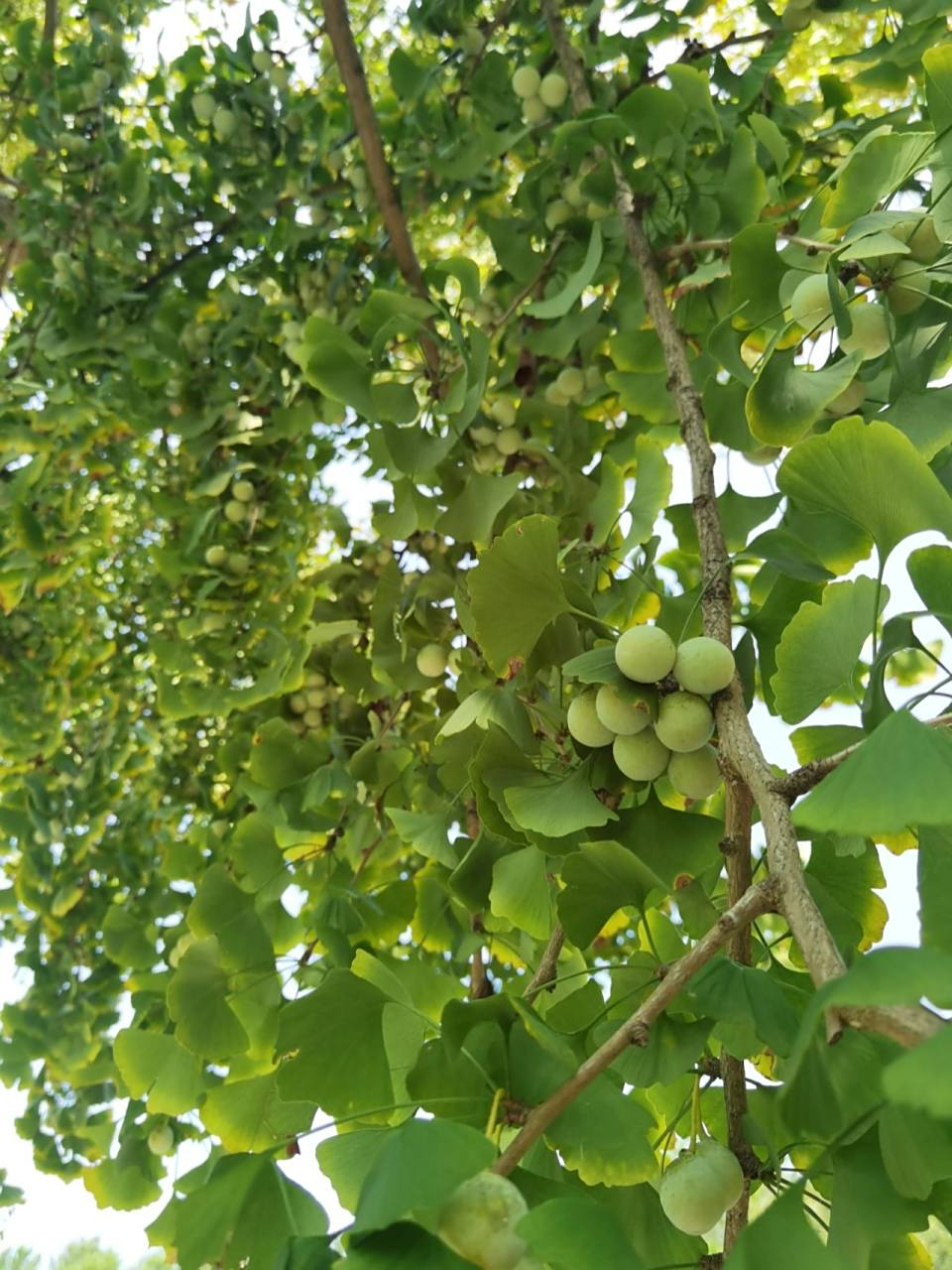 是中国的国树,中国不仅是银杏的故乡,也是栽培