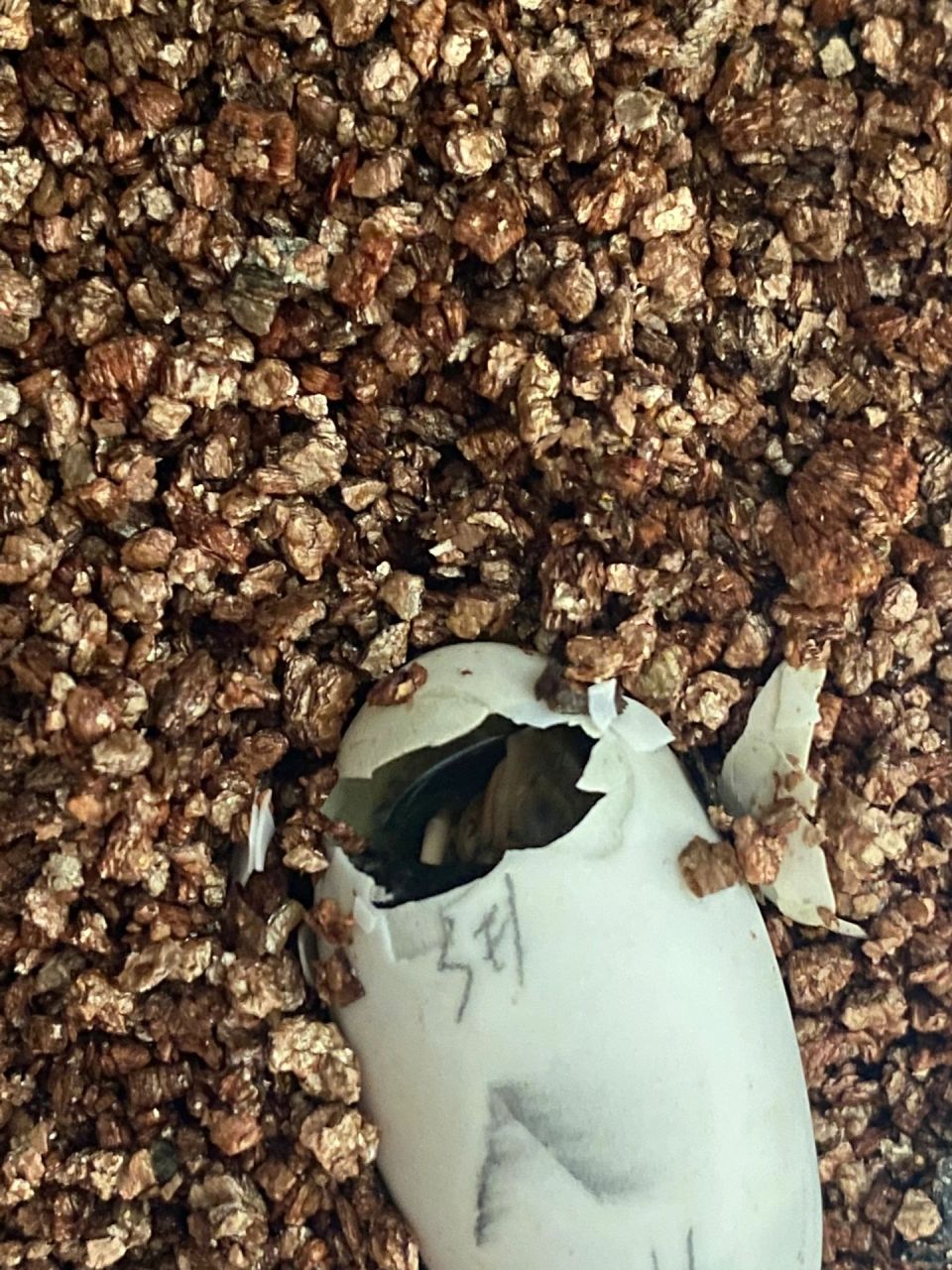 黄缘蛋孵化记录 今年的两颗蛋,已经开始在啄颗了.