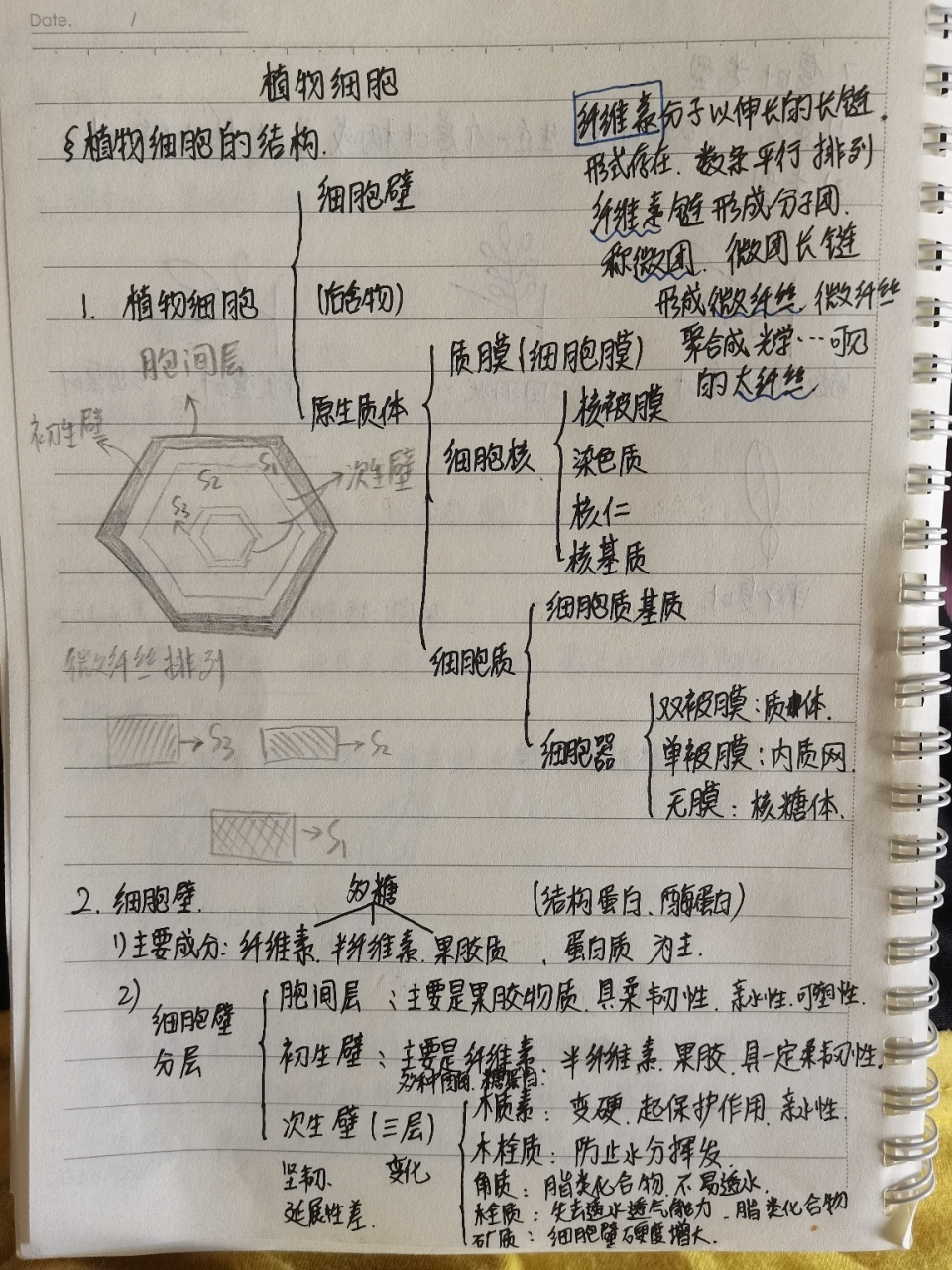 植物学笔记(7) 关于植物细胞结构的介绍 植物细胞由细胞壁以及原生质