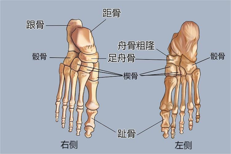 跟骨在哪个位置图片图片