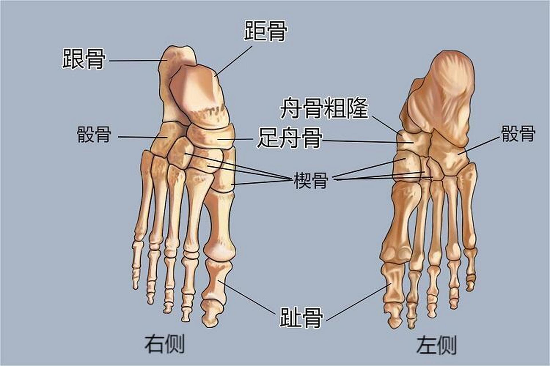 左足舟骨在什么位置图片