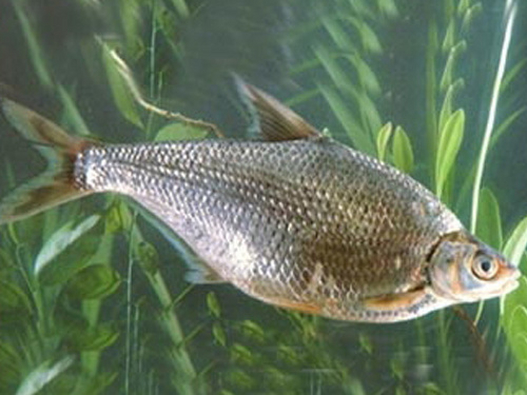 如何垂钓鳊鱼 (一)鳊鱼的生活习性:鳊鱼是重要淡水经济鱼种之一,鳊鱼