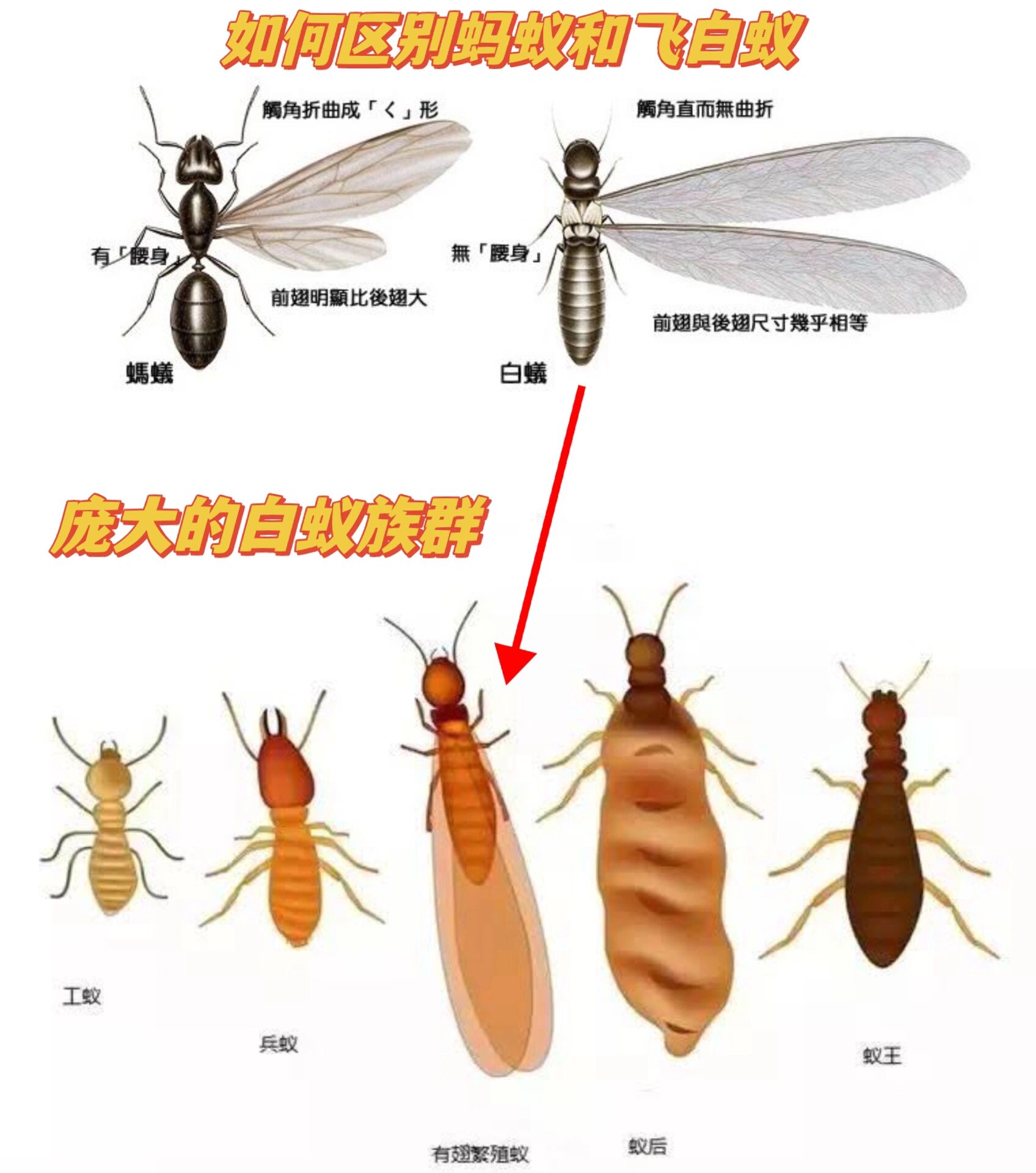 飞蚁图片有毒吗图片