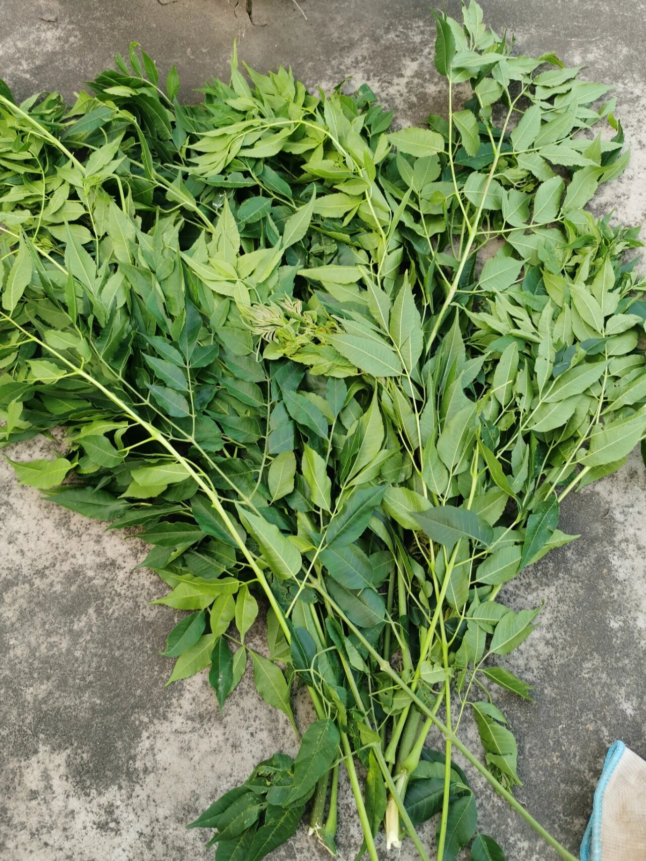 据说苦楝油可以驱虫,但是我们这还有很多苦楝树,早上爸爸摘了一些.