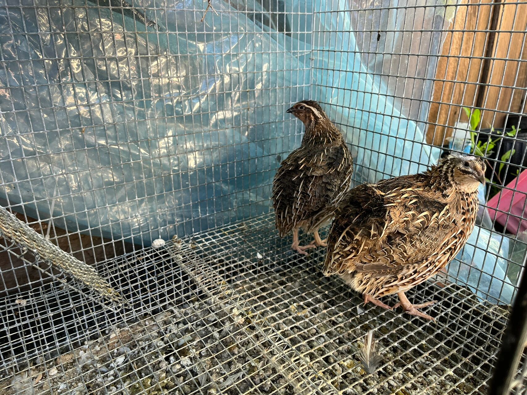 养鹌鹑真相 看别人家的养鹌鹑 清新治愈 等自己养……开始还有耐心用