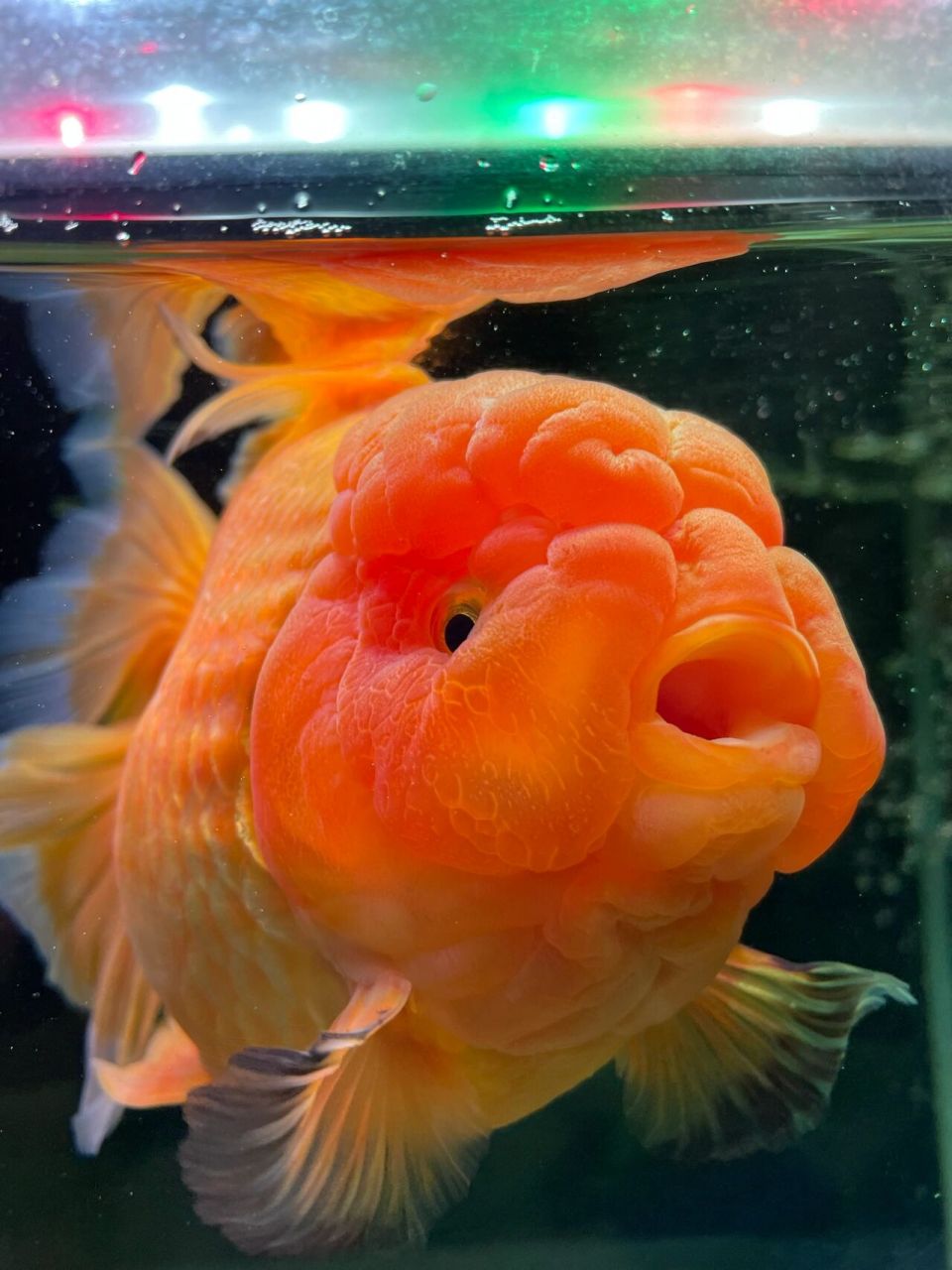 狮子头金鱼 憨态可鞠,让我想起了肥美一词,老祖先咋就培育出这些