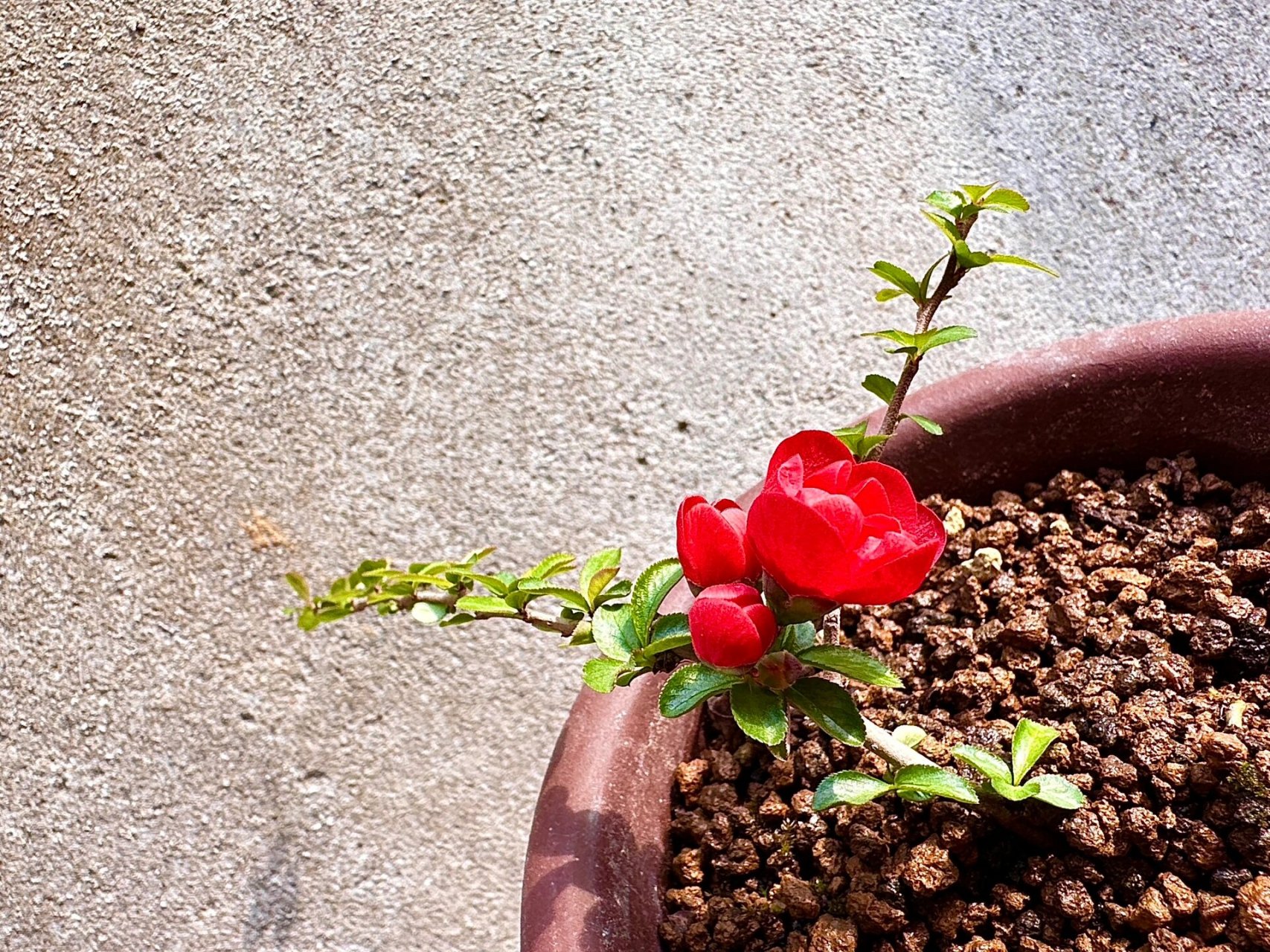 日本 长寿梅 姬小町 重瓣 90拍摄日期:2023年3月13日 品种: 日本