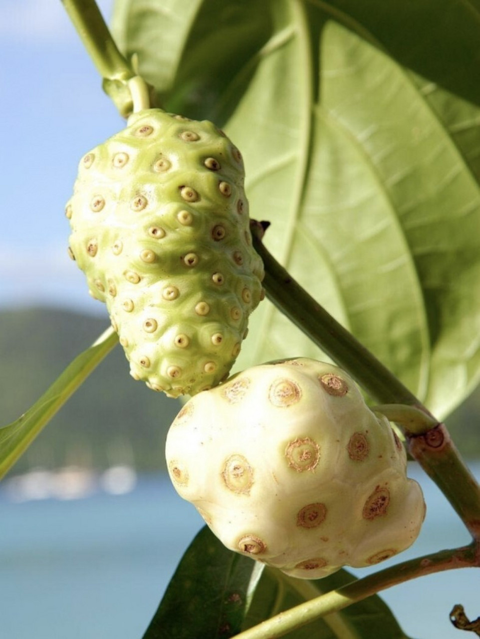 诺丽果,号称放多久都不会腐烂的水果,英文名字叫"noni",这种水果虽然