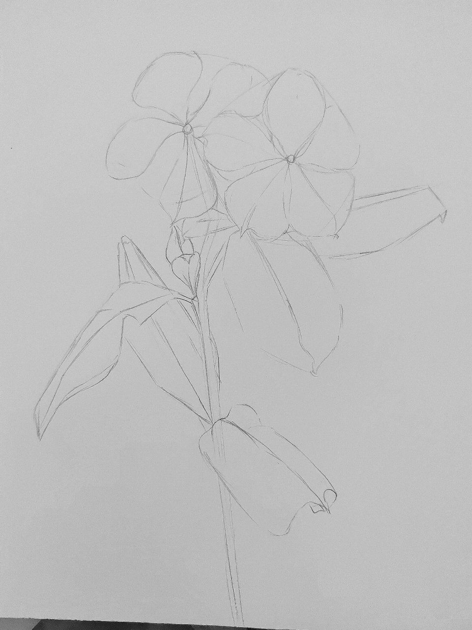 222长春花,附步骤图和原图,每日一画 感谢提供素材 1,从完整的花朵的