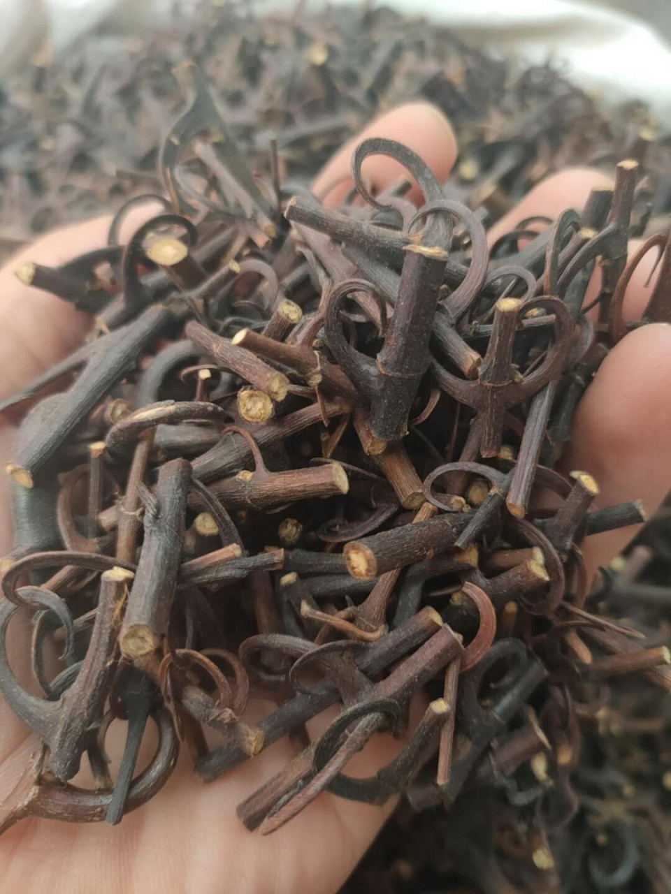 钩藤是一味中药,来源于茜草科植物:钩藤,大叶钩藤,毛钩藤,华钩藤或者