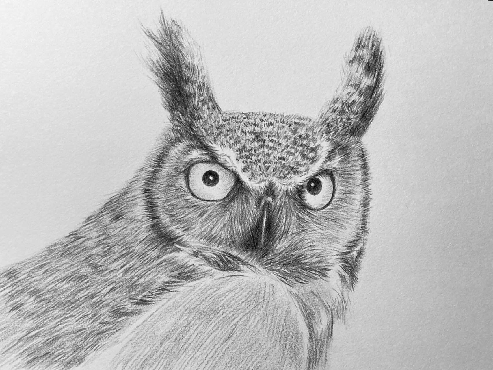 绘画教程# #一起学画画# #素描# #零基础素描# #动物绘画# #寻找