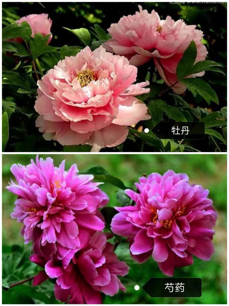 小课堂:如何分辨牡丹和芍药?