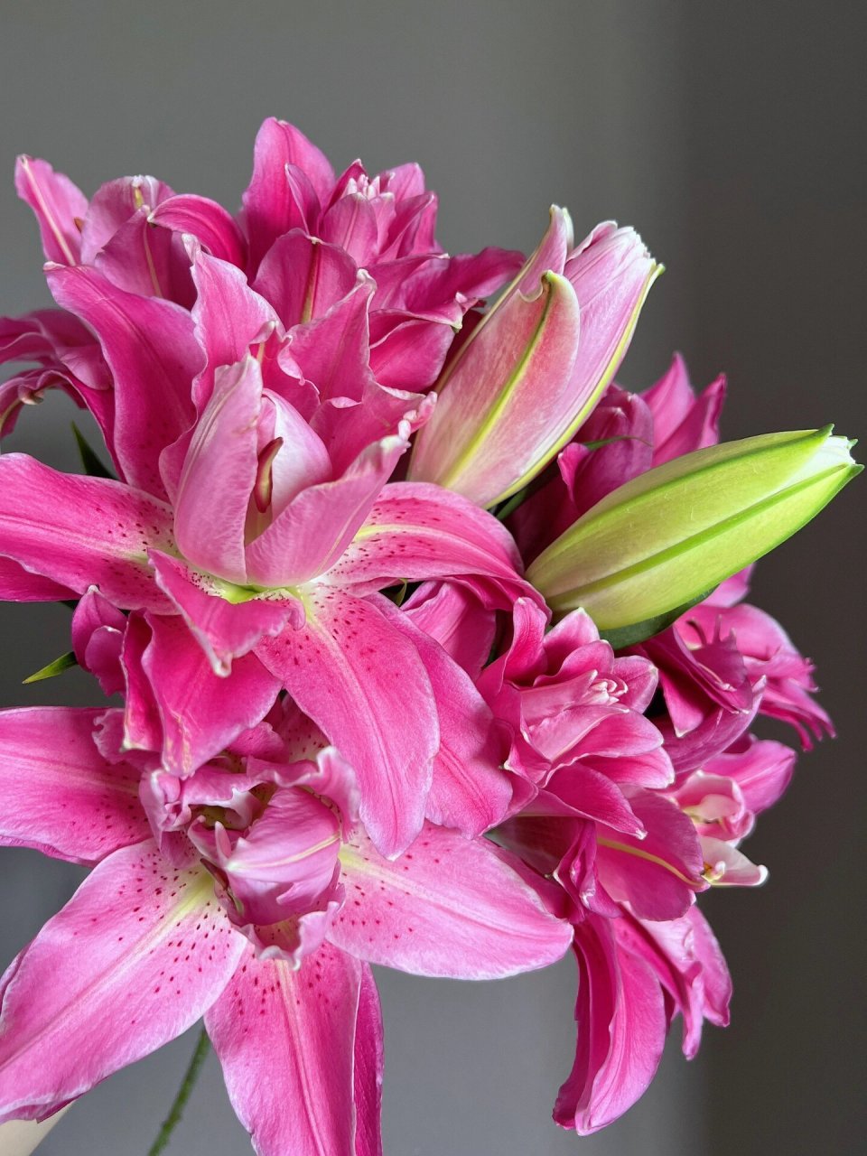 重瓣百合 紫莲花 卖家写的特福 品种应该是紫莲花