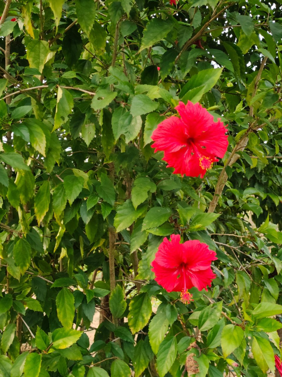 91别名:扶桑,赤槿,佛桑,红木槿,桑槿,大红花,状元红 91花期:全年