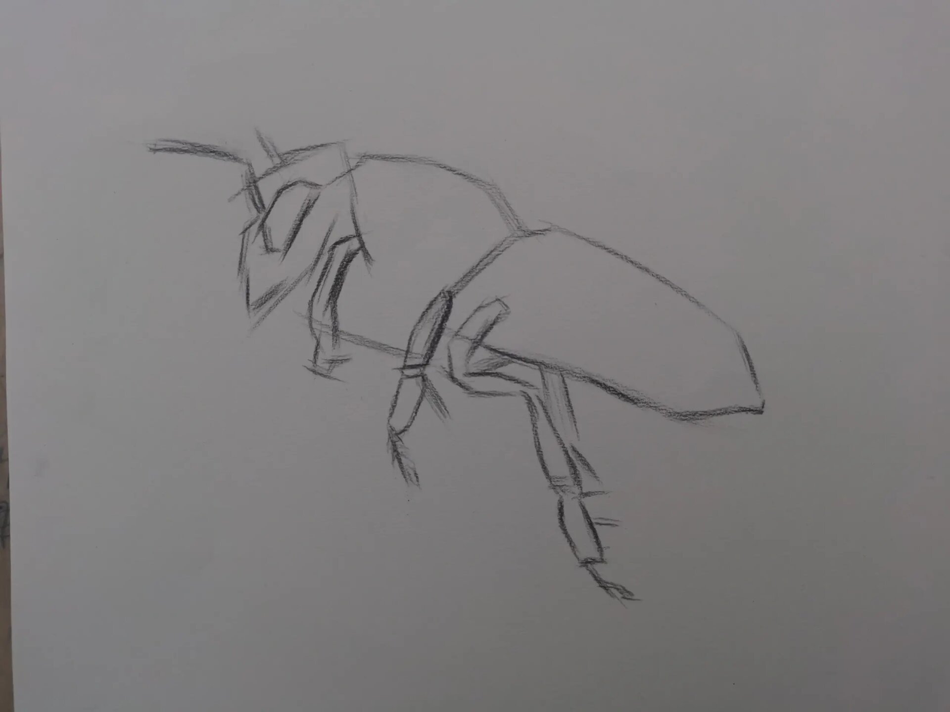 素描蜜蜂步骤过程