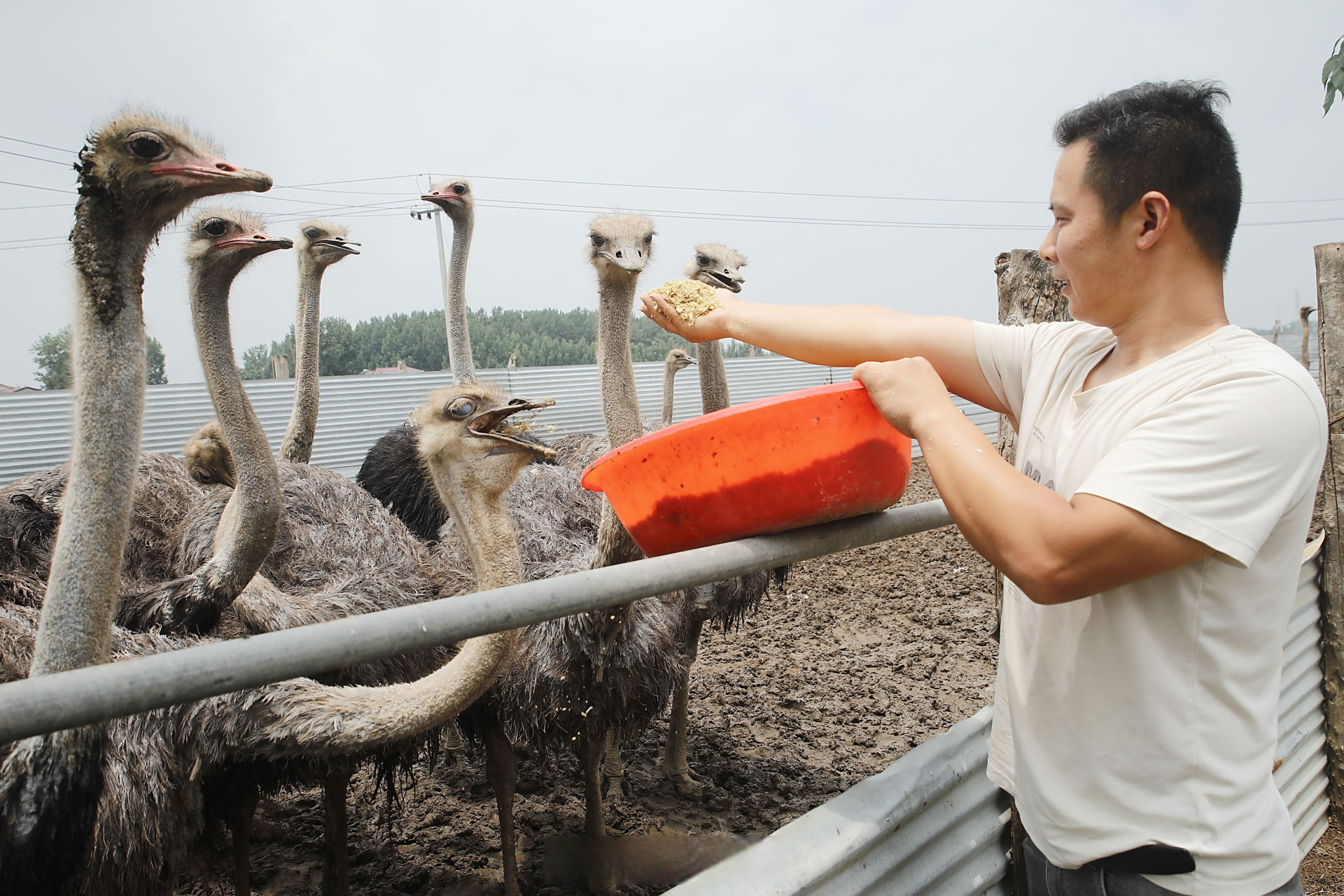 6月19日中午,尉氏县蔡庄镇时村多福鸵鸟养殖场员工在喂养鸵鸟,并通过