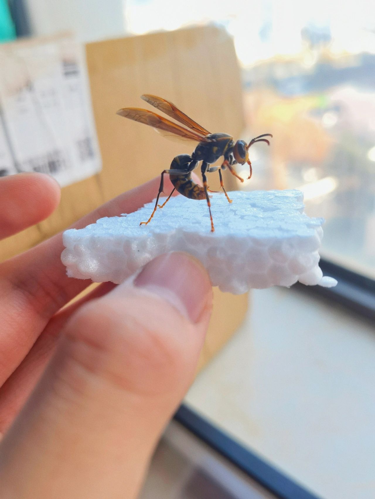 ?不一样的姿势 ?黄蜂学名胡蜂又名蚂蜂或马蜂体大身长
